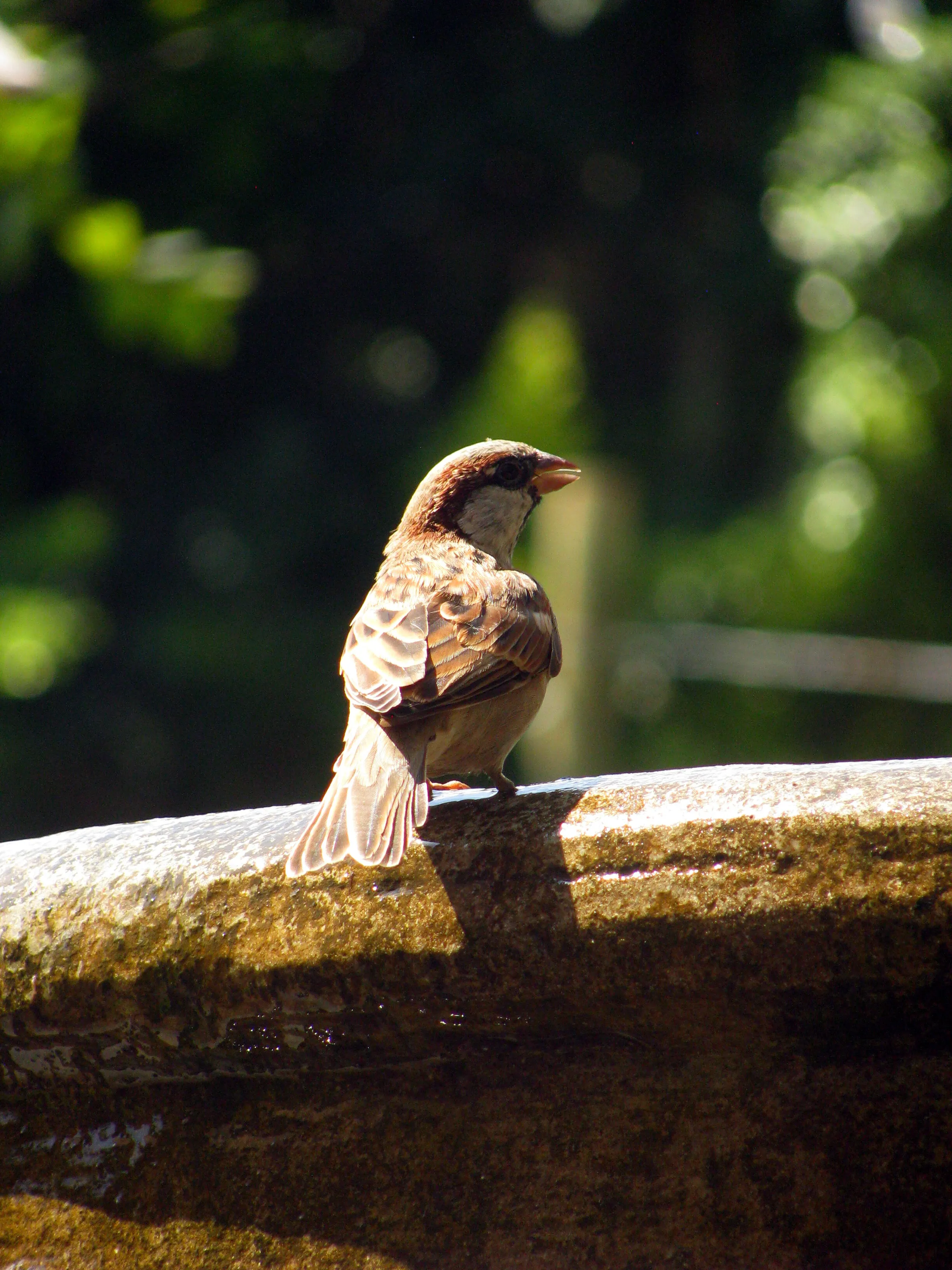 Sparrow on the ledge