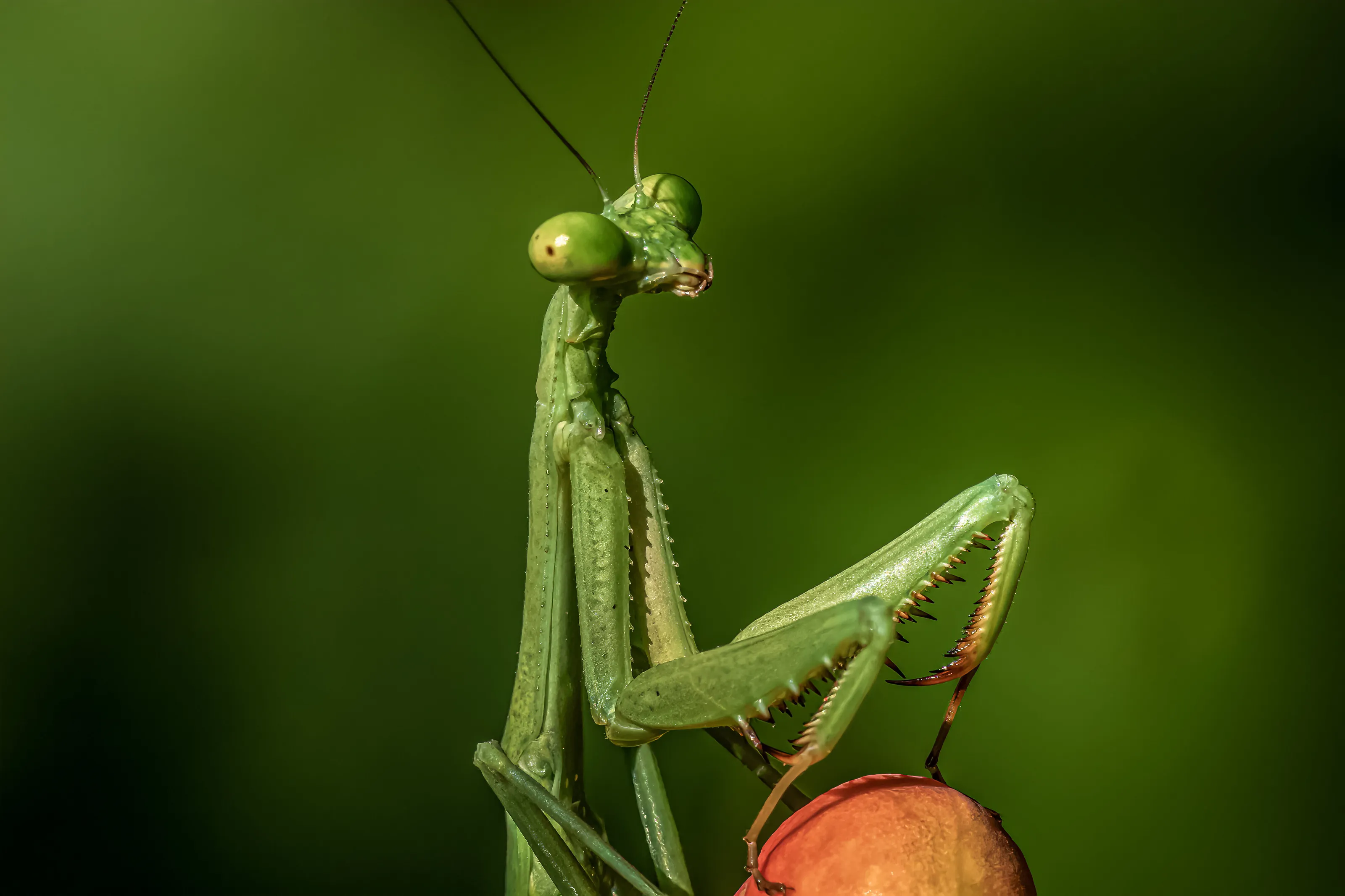 praying mantis
