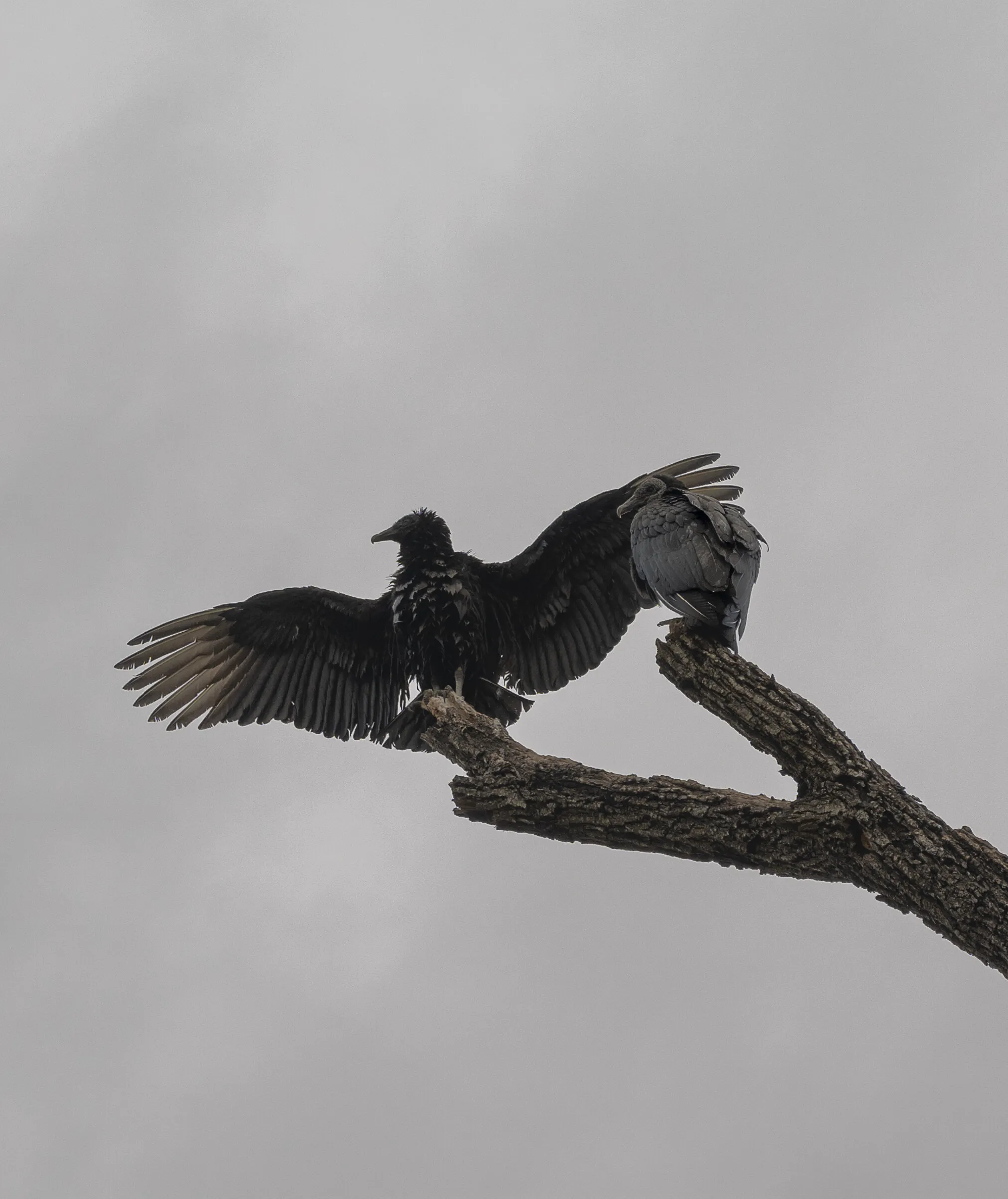 Wet Vulture
