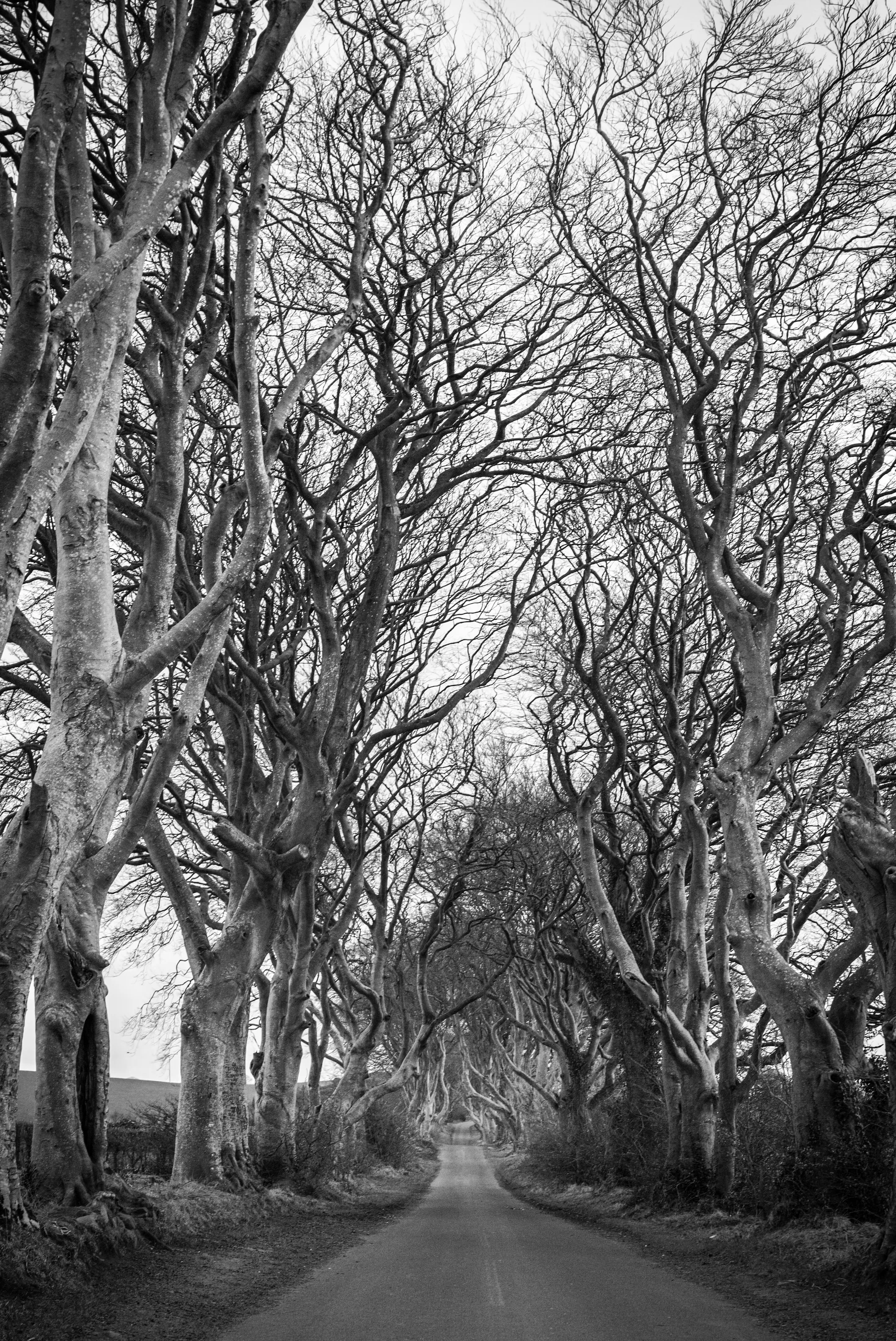 The Dark Hedges…