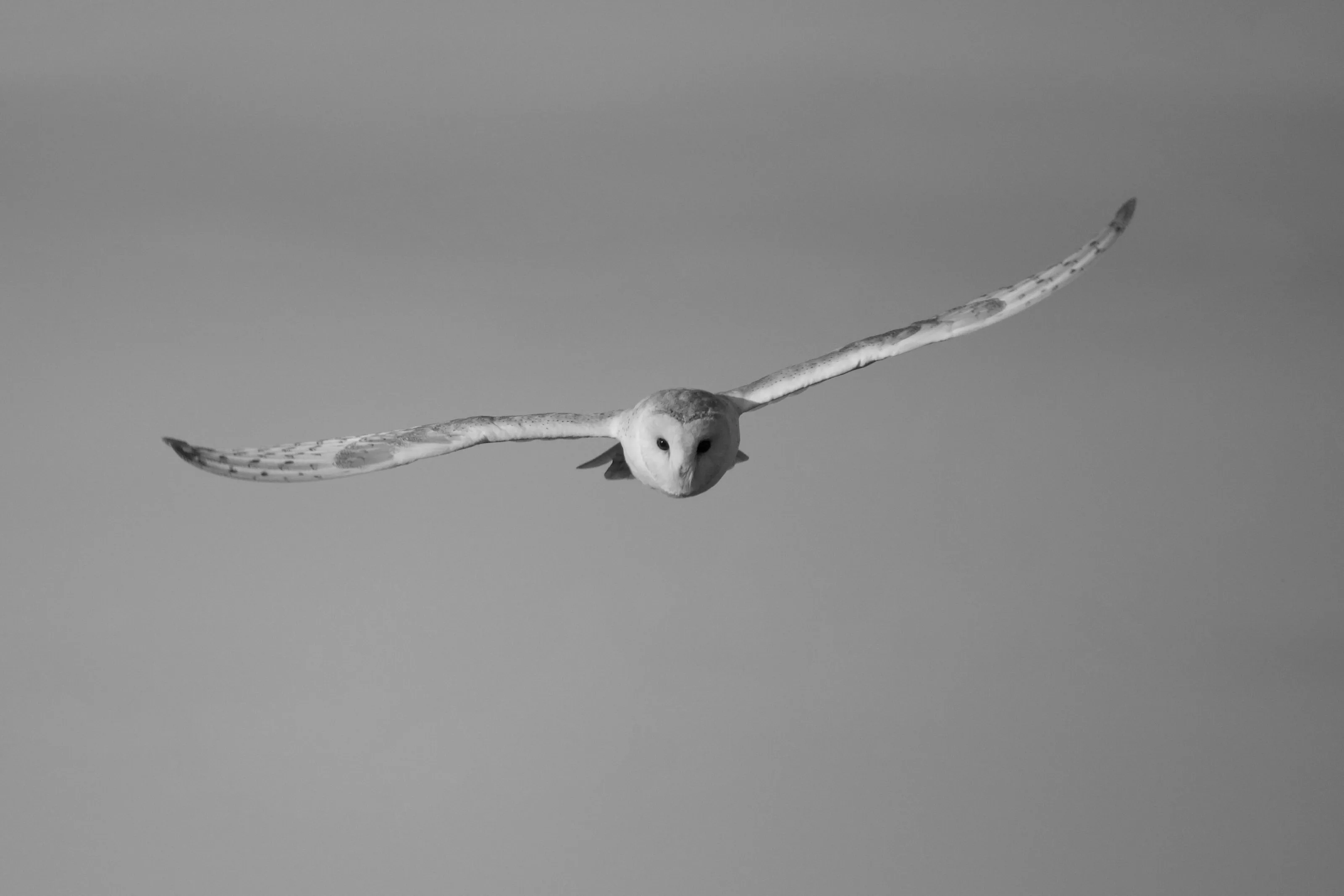 Owl in flight