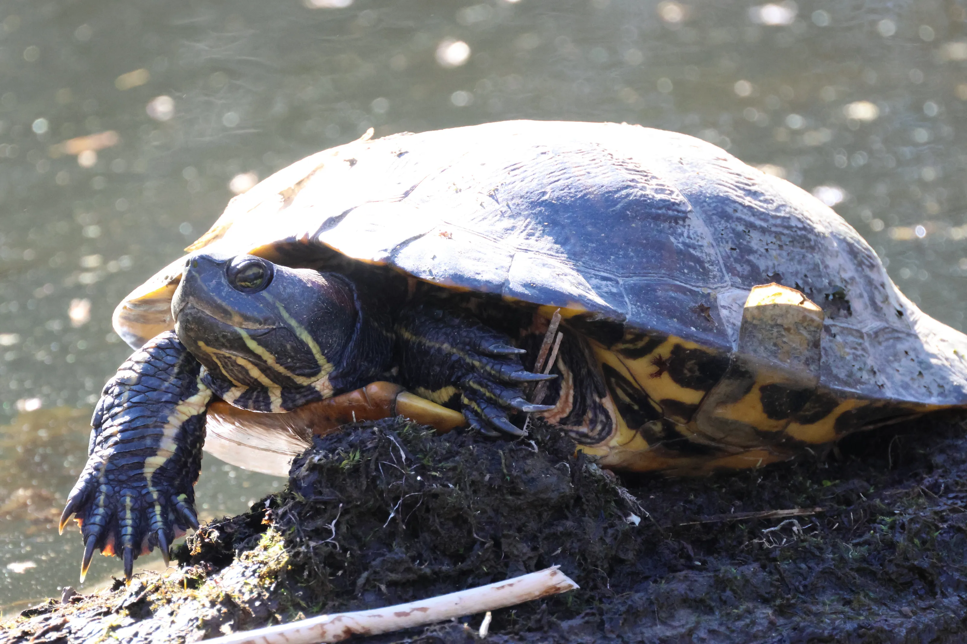 Sunbathing Turtle