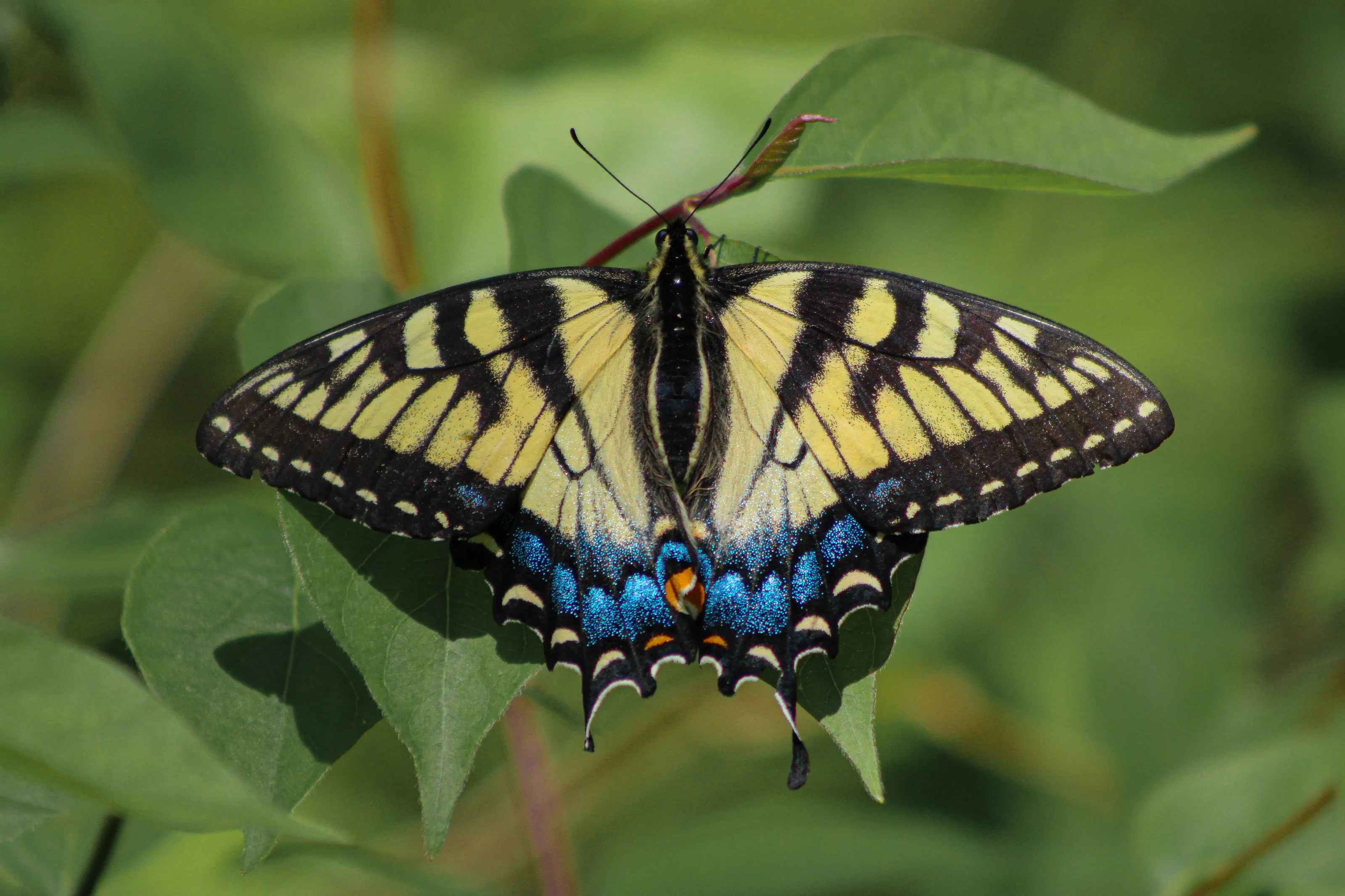 Asymmetrical Swallowtail