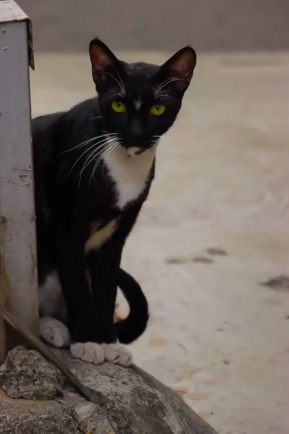 Master of the feline stare-down