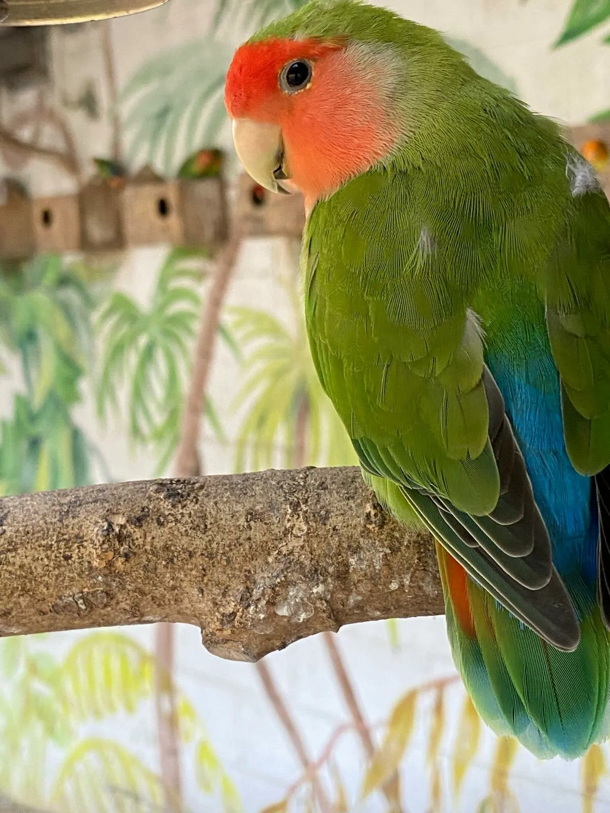 Photogenic Rosy-Faced Lovebird