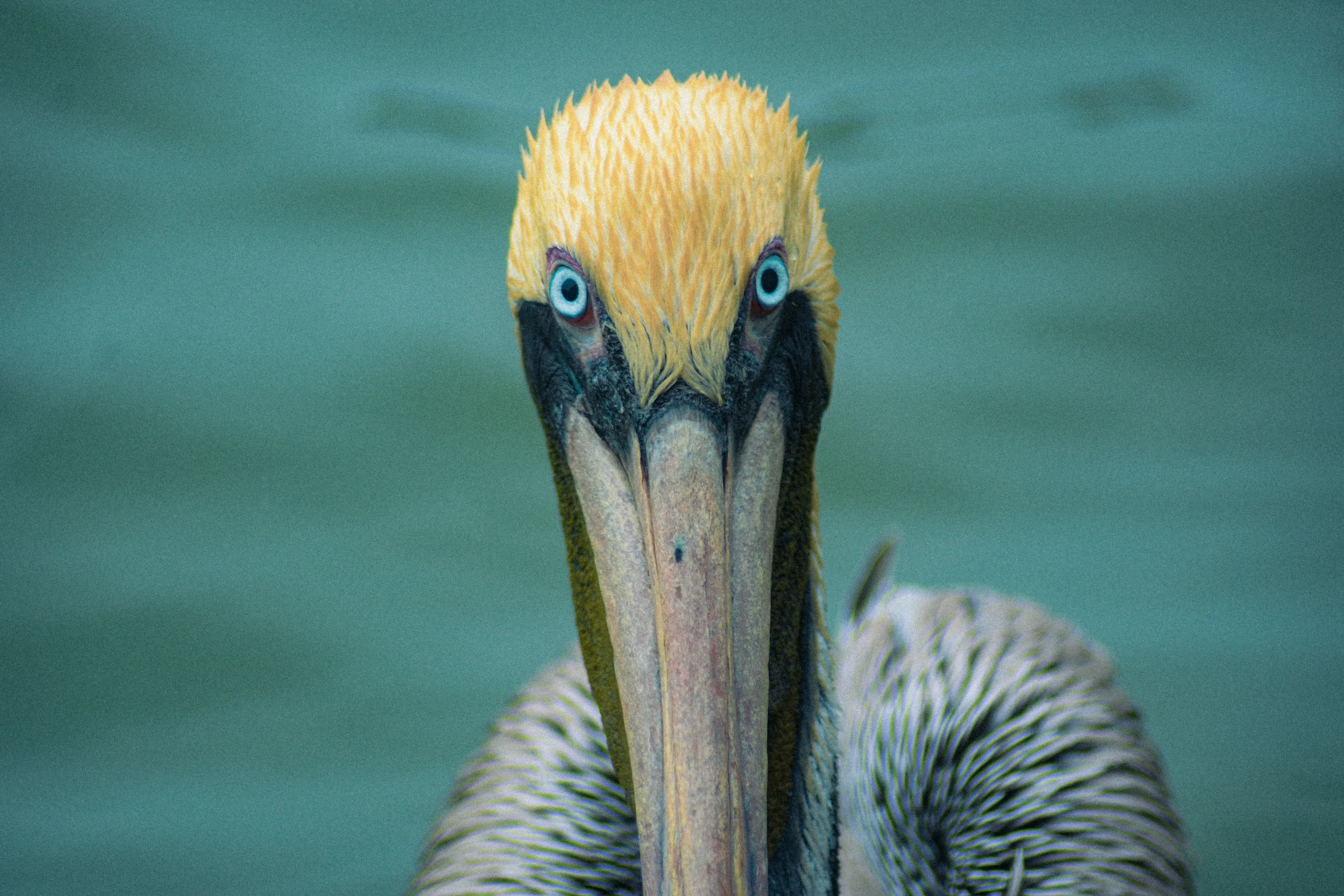 Eyes of the sea