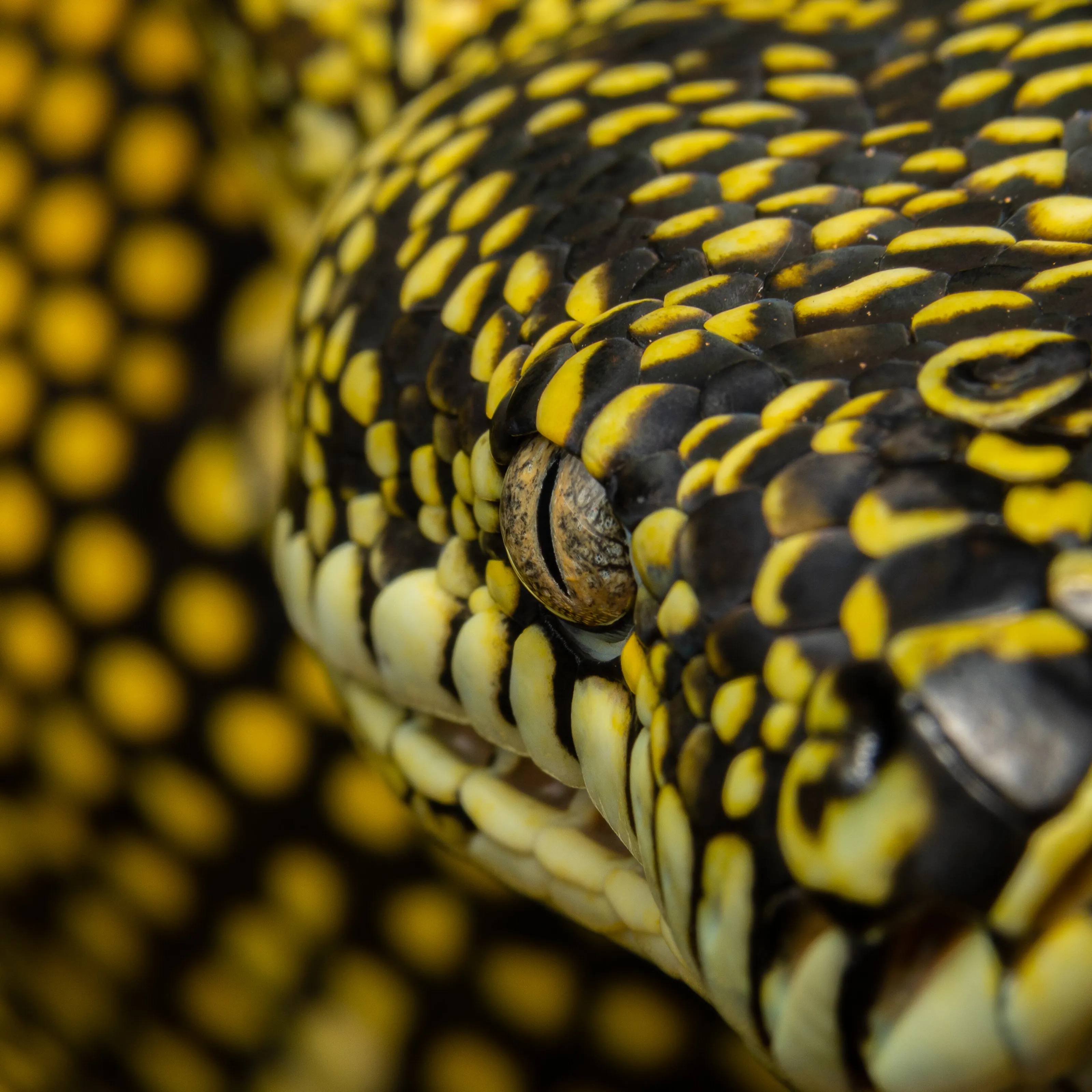 Diamond python in Sydney, Australia