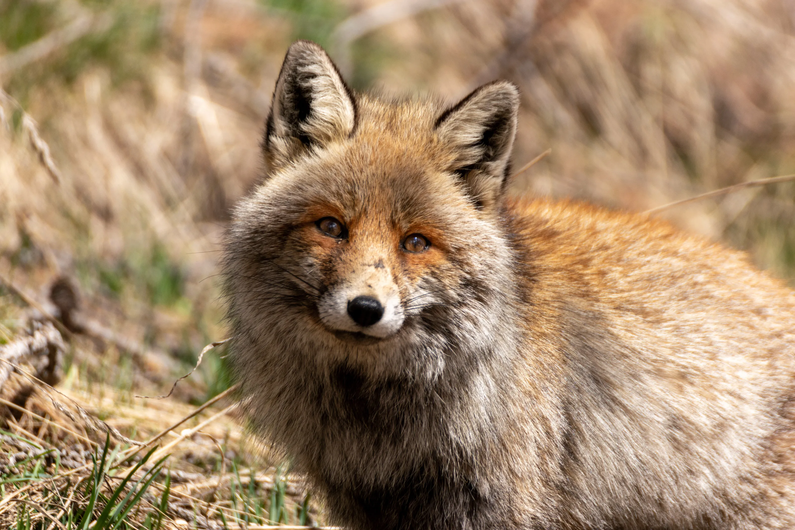 Fox