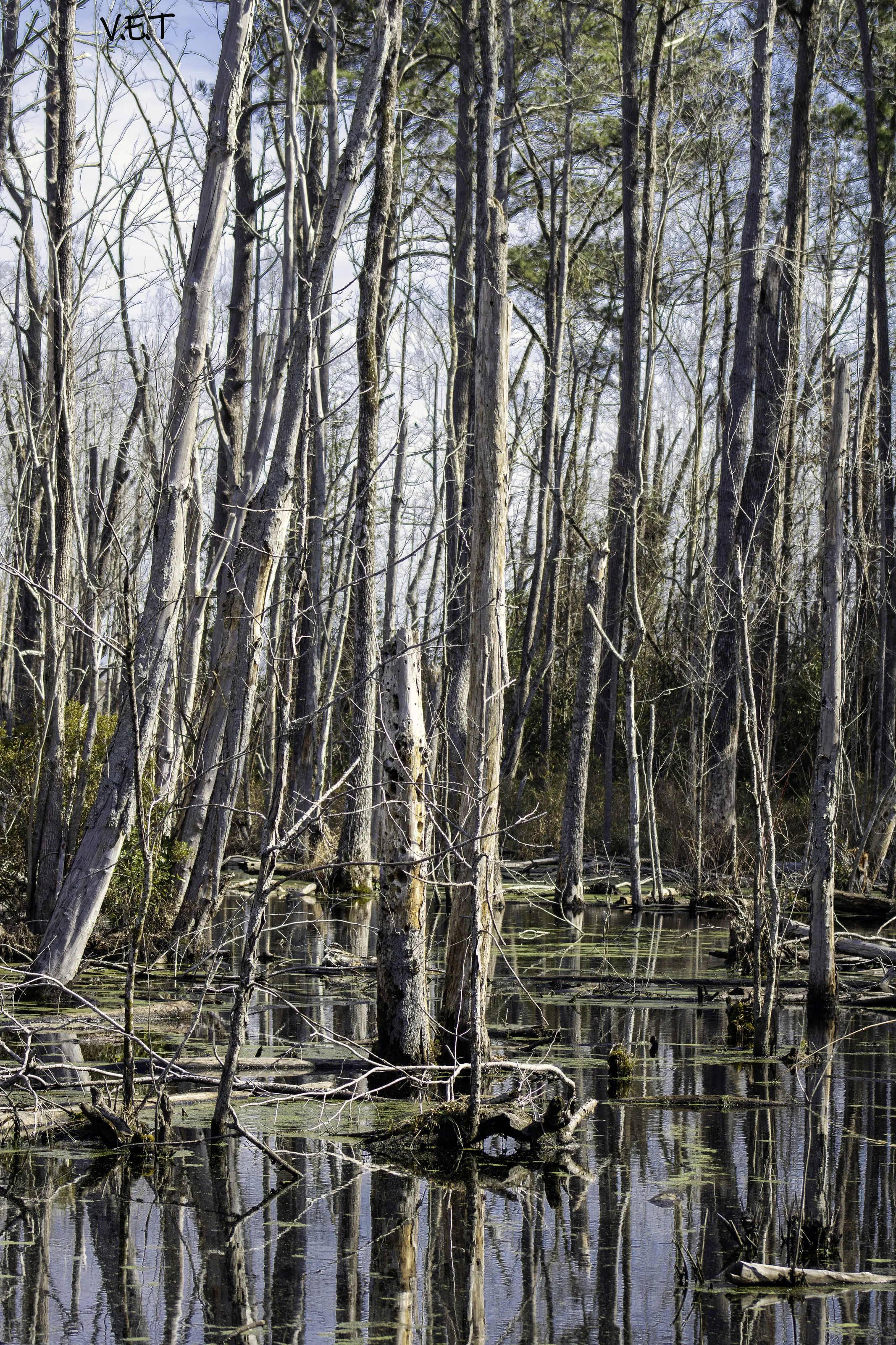 Long Swamp