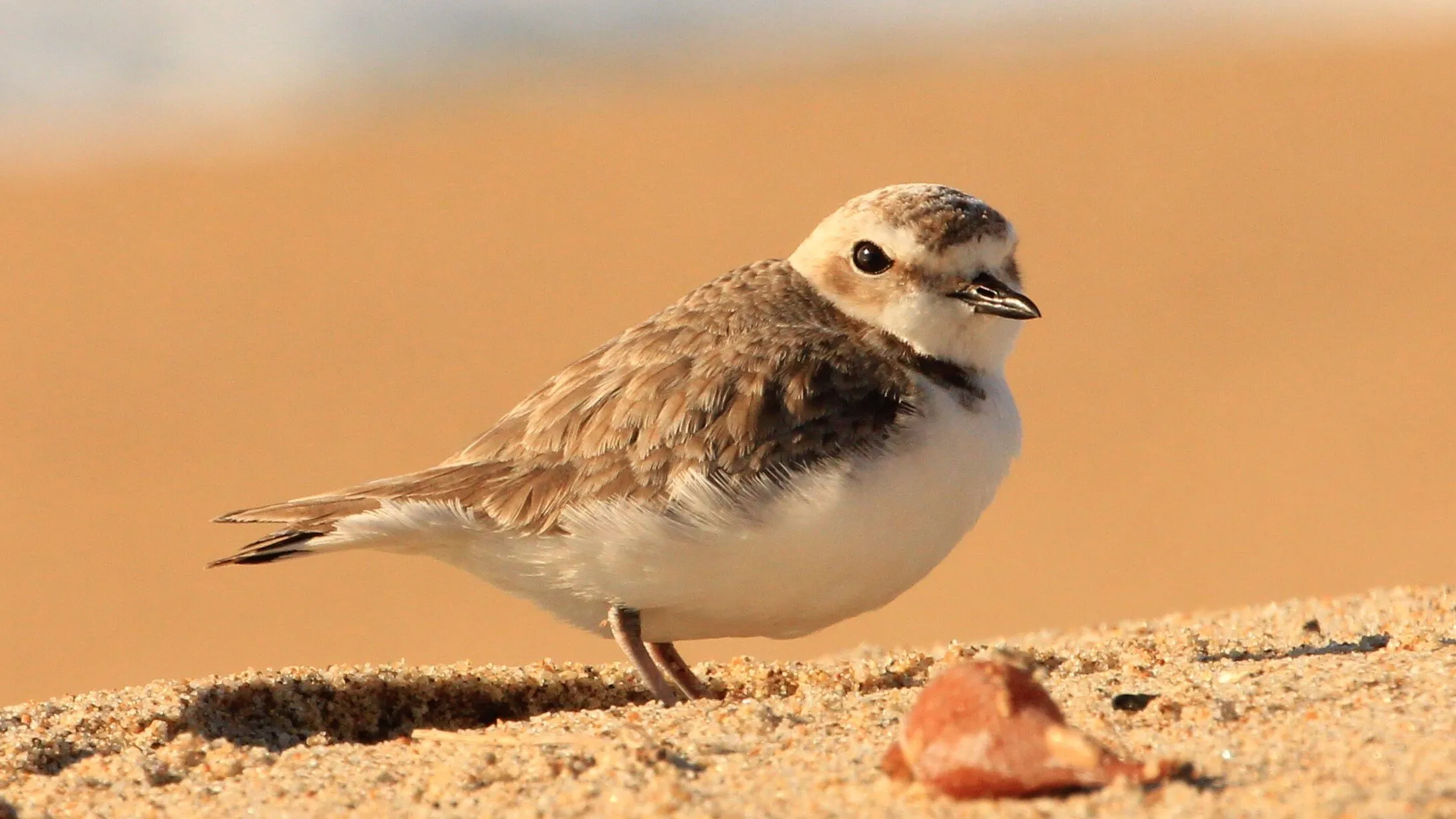 Snowy Plover
