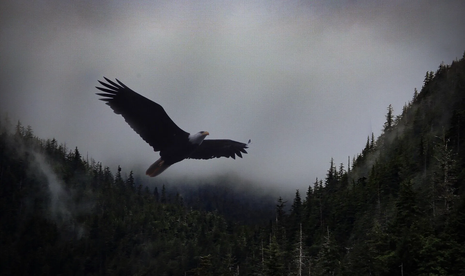 Wings Beneath the Clouds