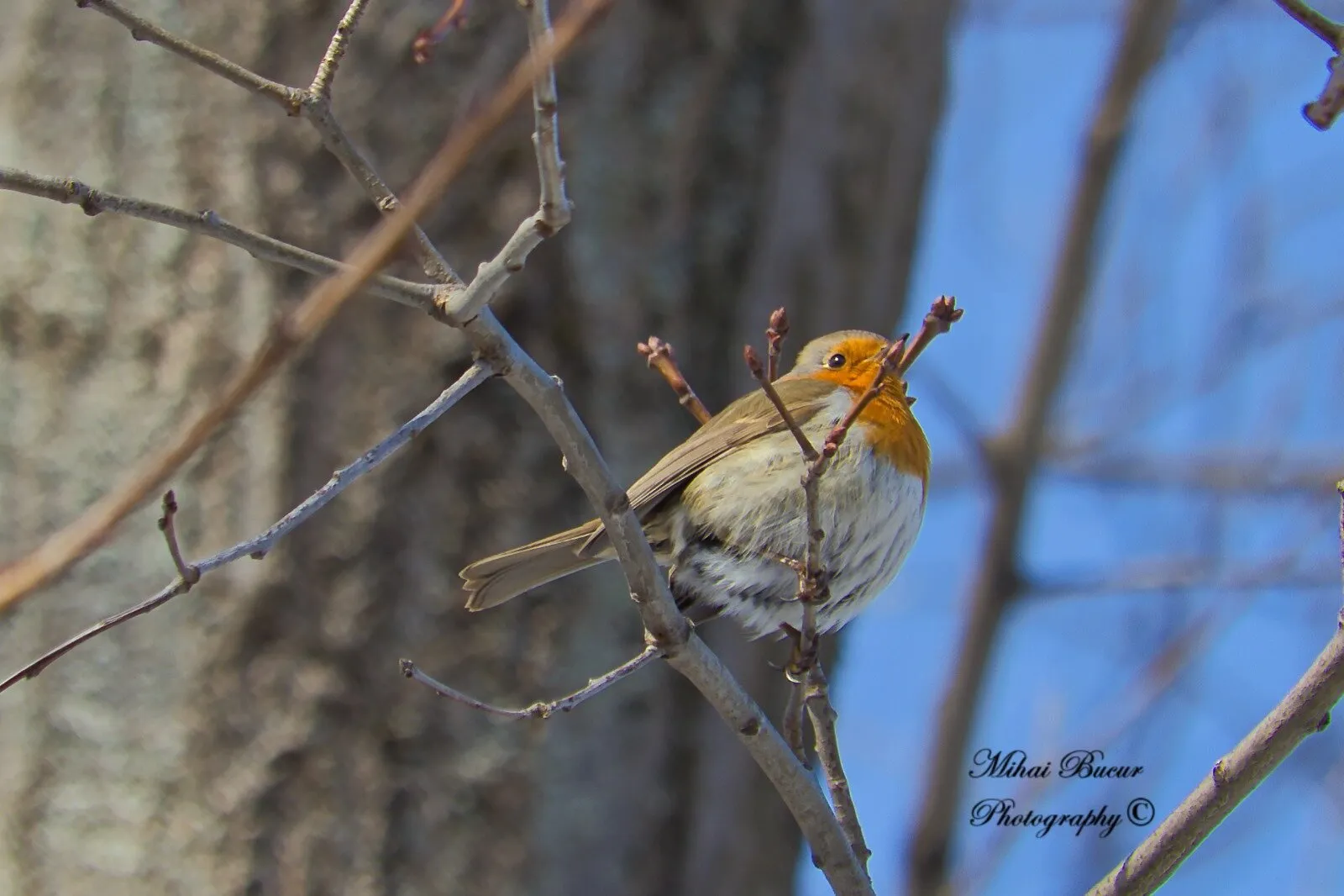 Robin resting on a branch
