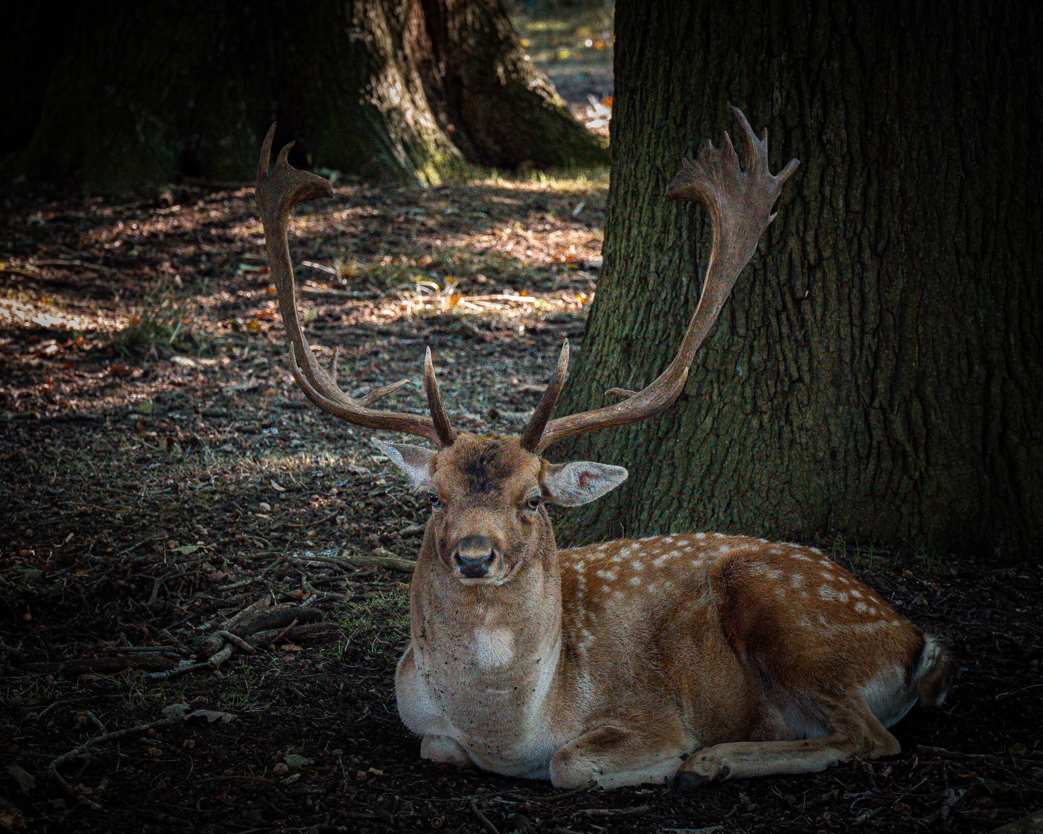 Wild deer at Knole