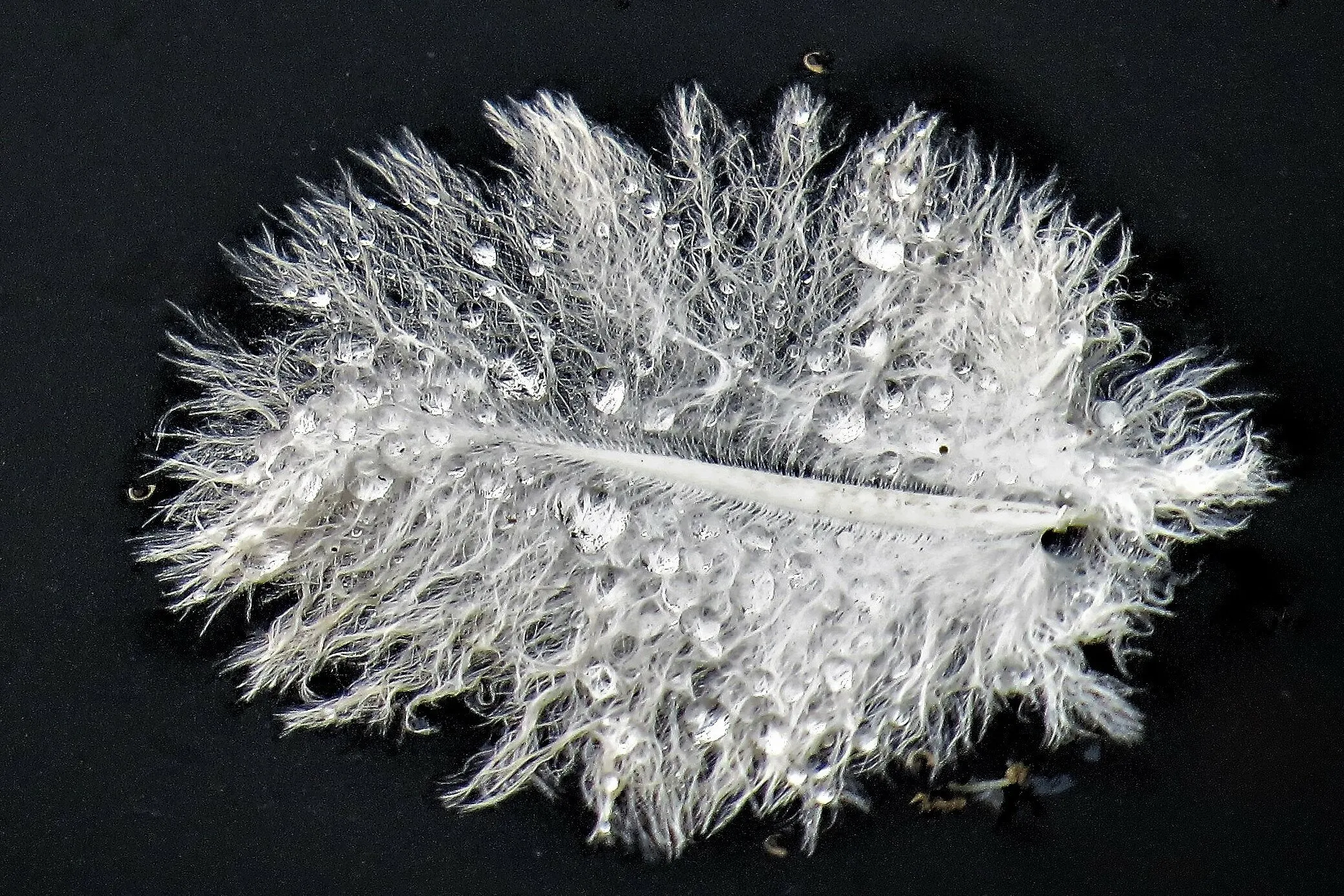 feathers