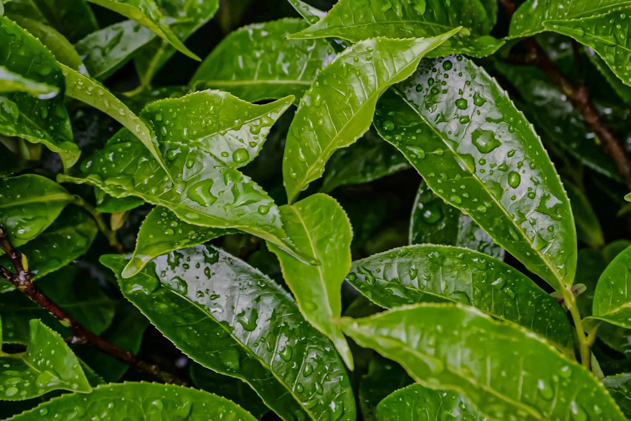 Raindrops and fresh tea leaves—nature’s perfect blend. 🍃💧✨