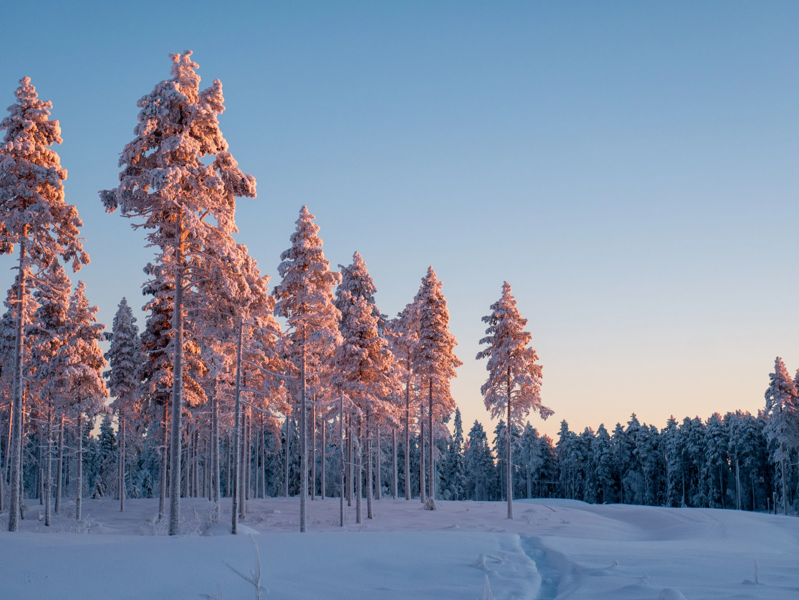Snowy trees in Northern Sweden