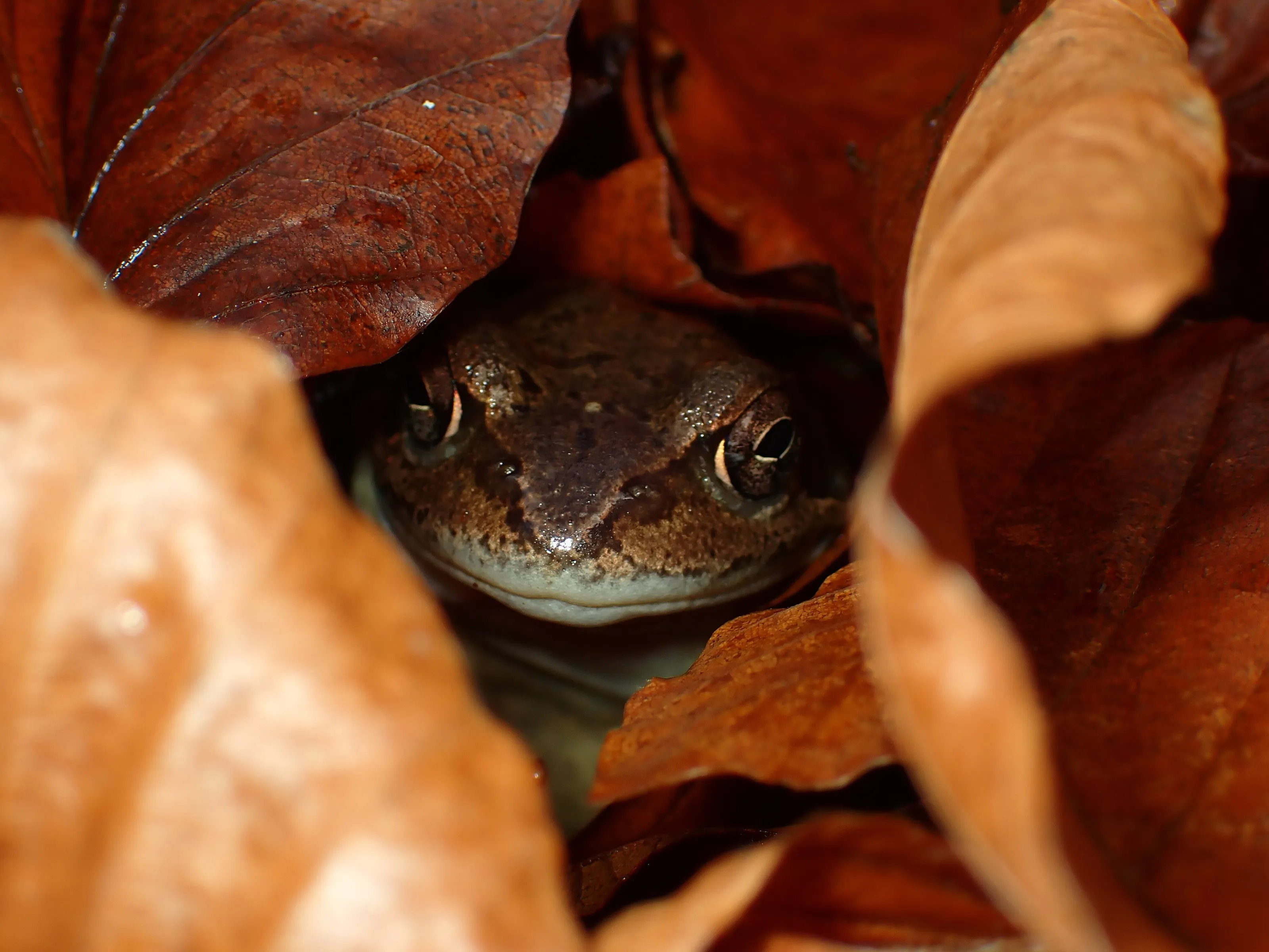 Autumn frog
