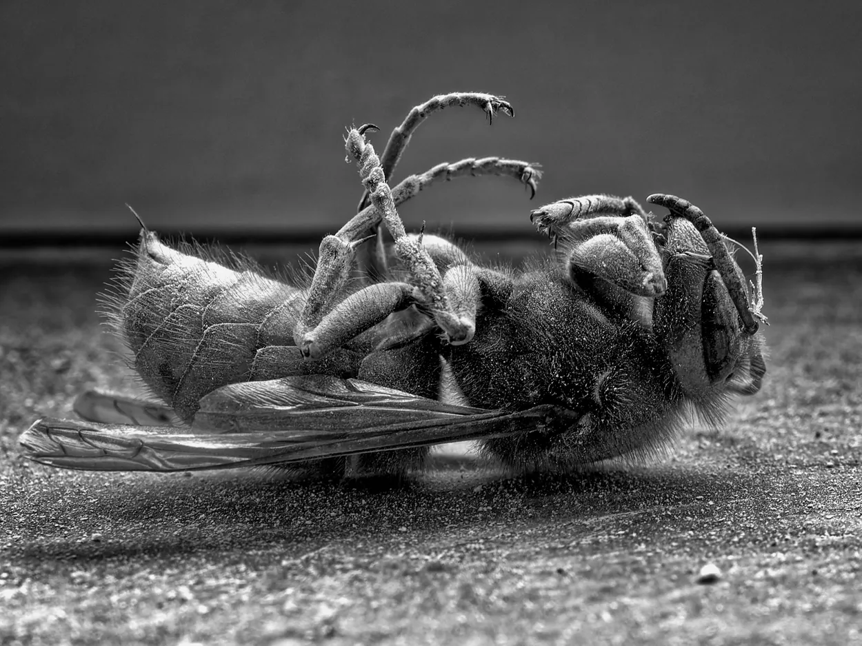 Casualty on the window ledge.