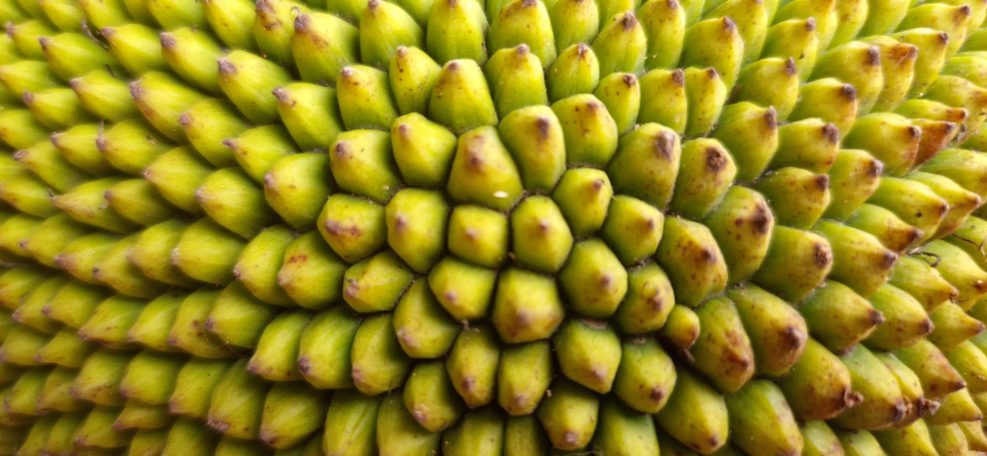 Jackfruit skin