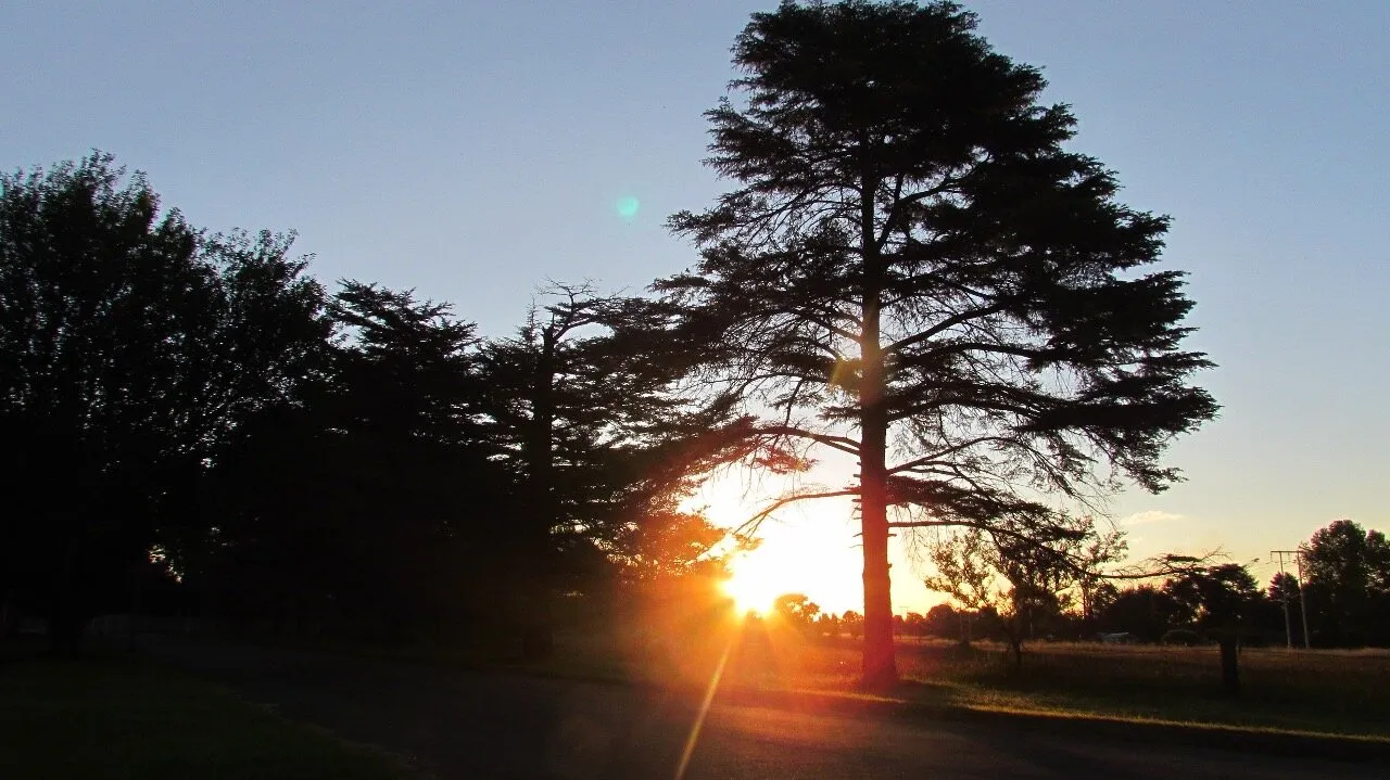 Chasing sunlight through leaves