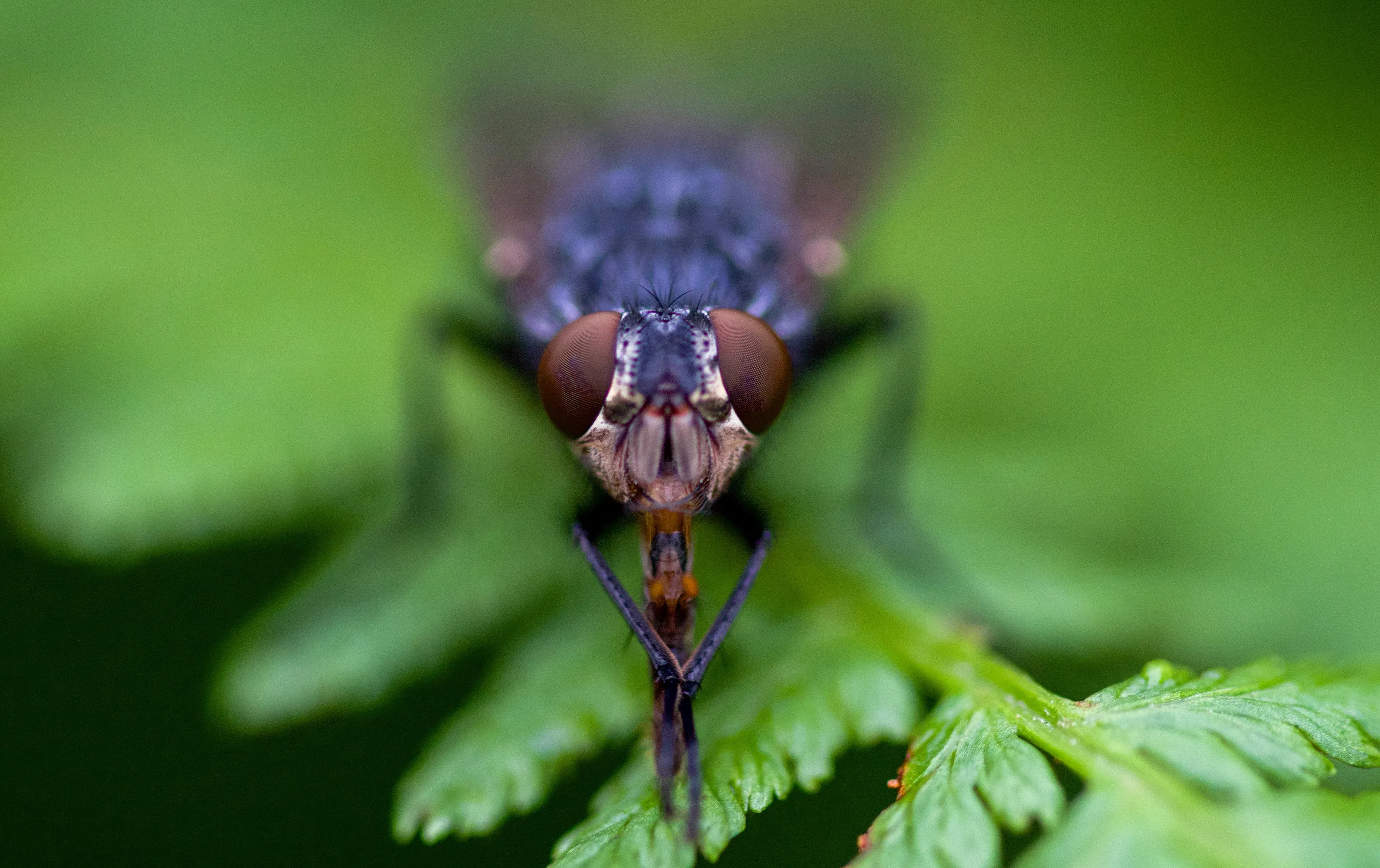 Housefly resting on a fern