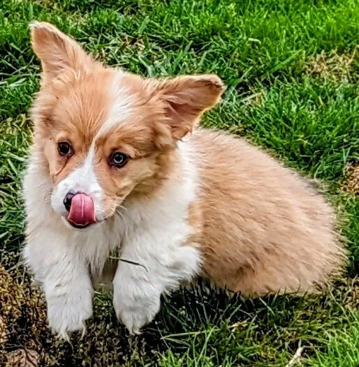 Violet in the grass