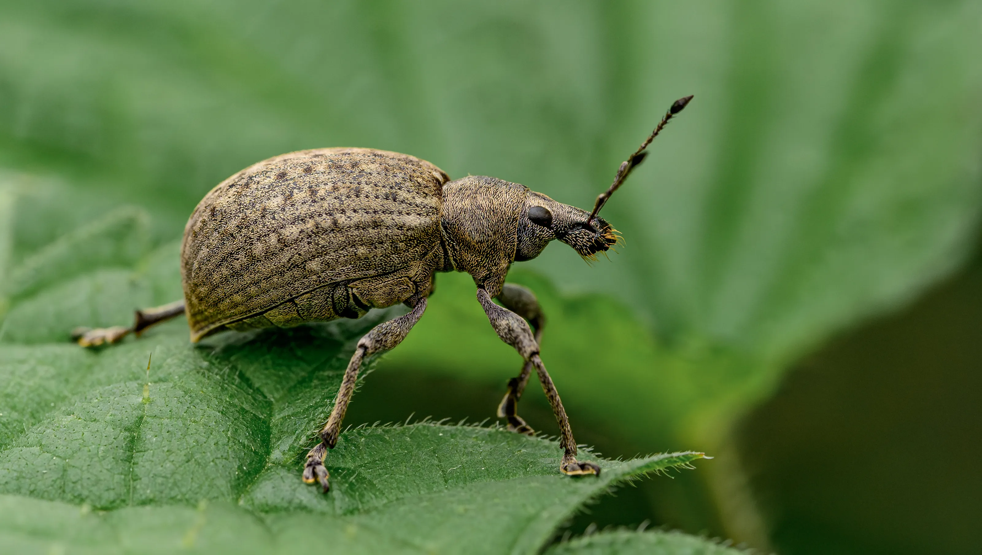 Weevil