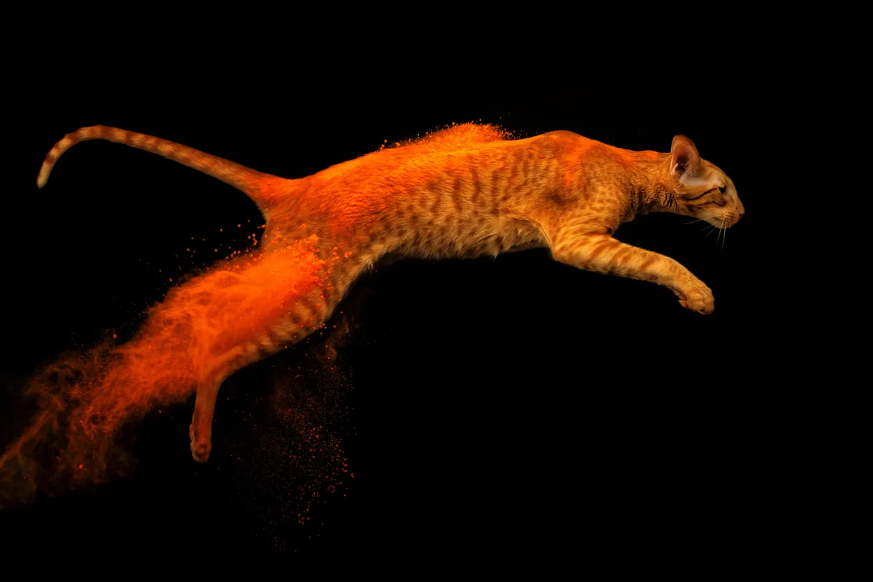 Holi cat