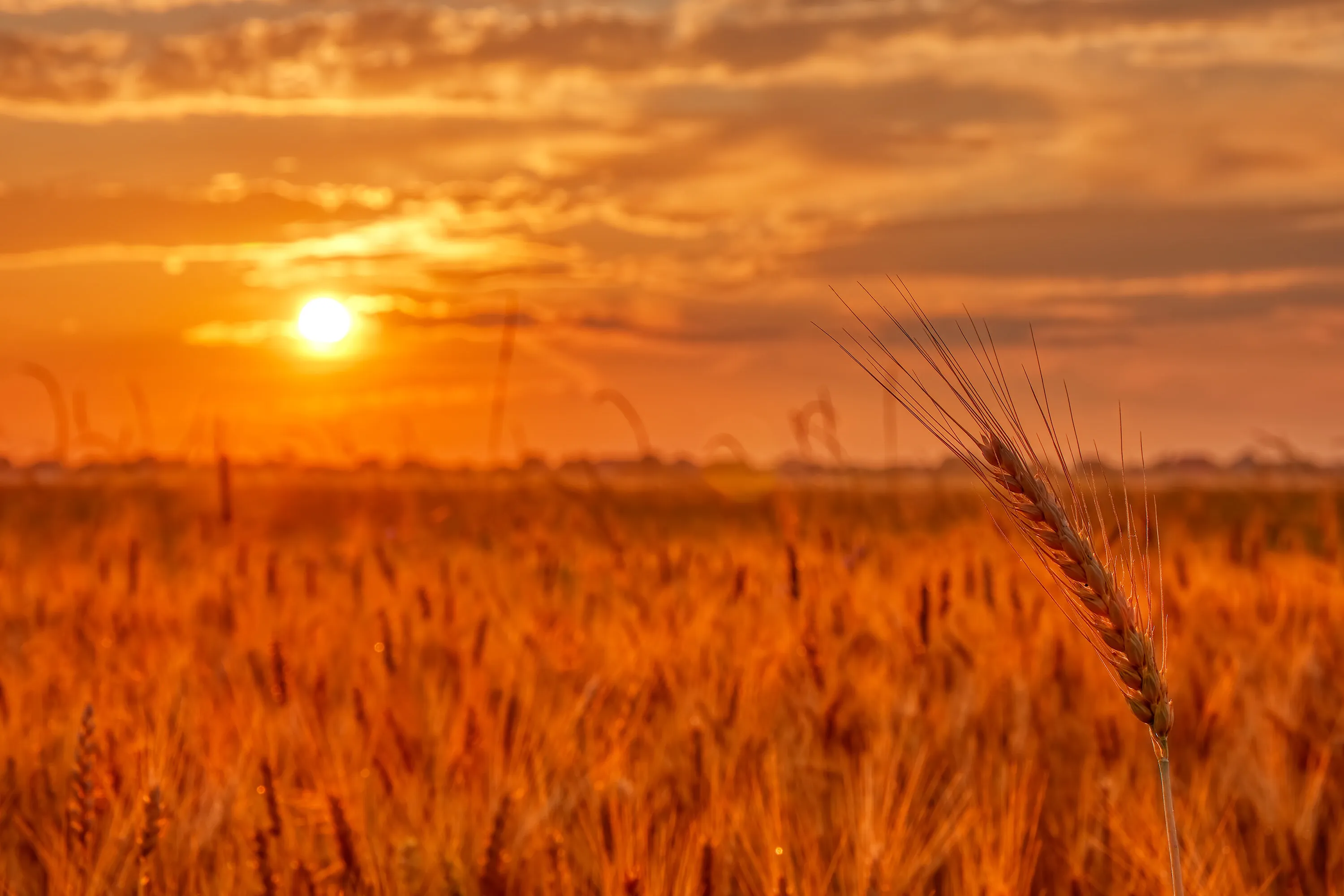 Sunset on a wheat field