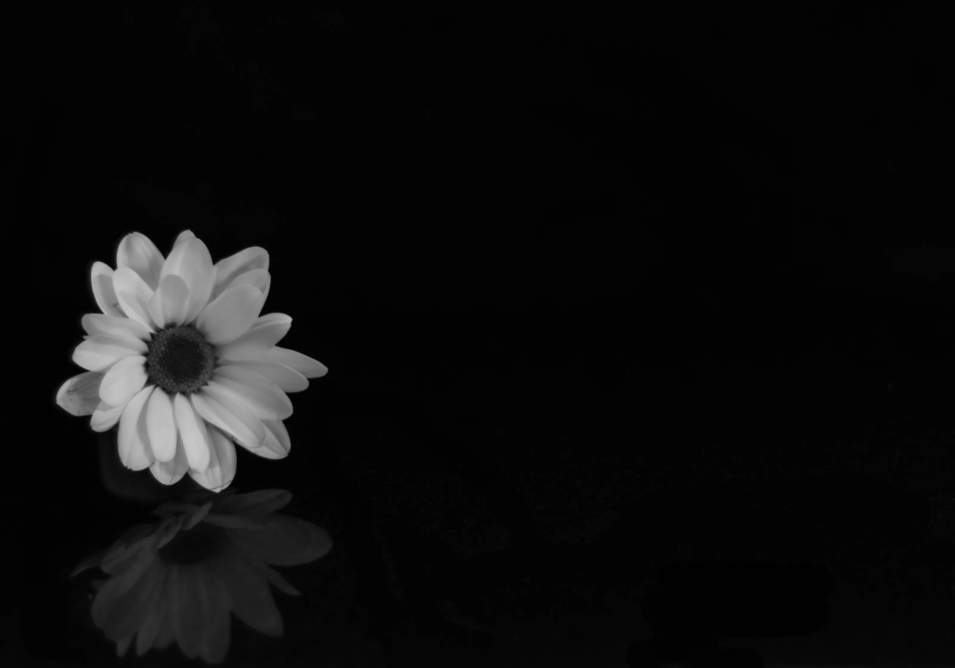 B&W Flower