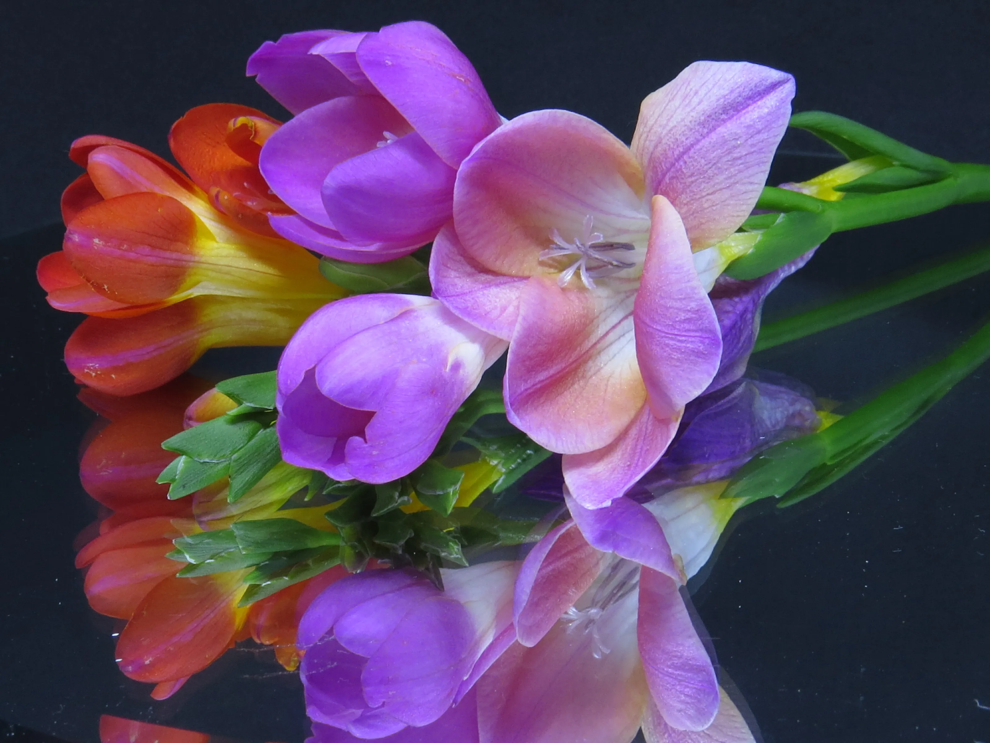 freesias