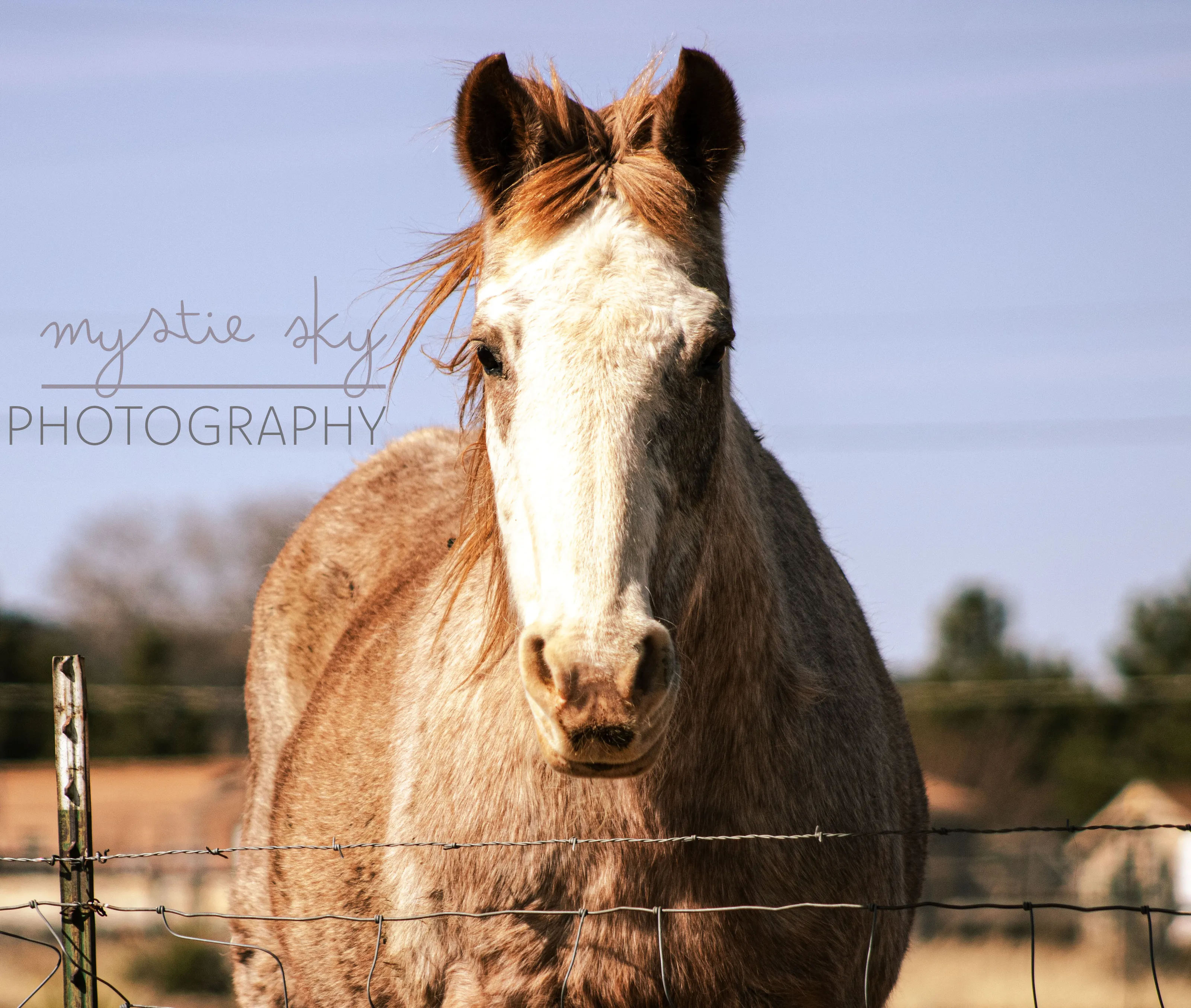 Horse at Dad’s