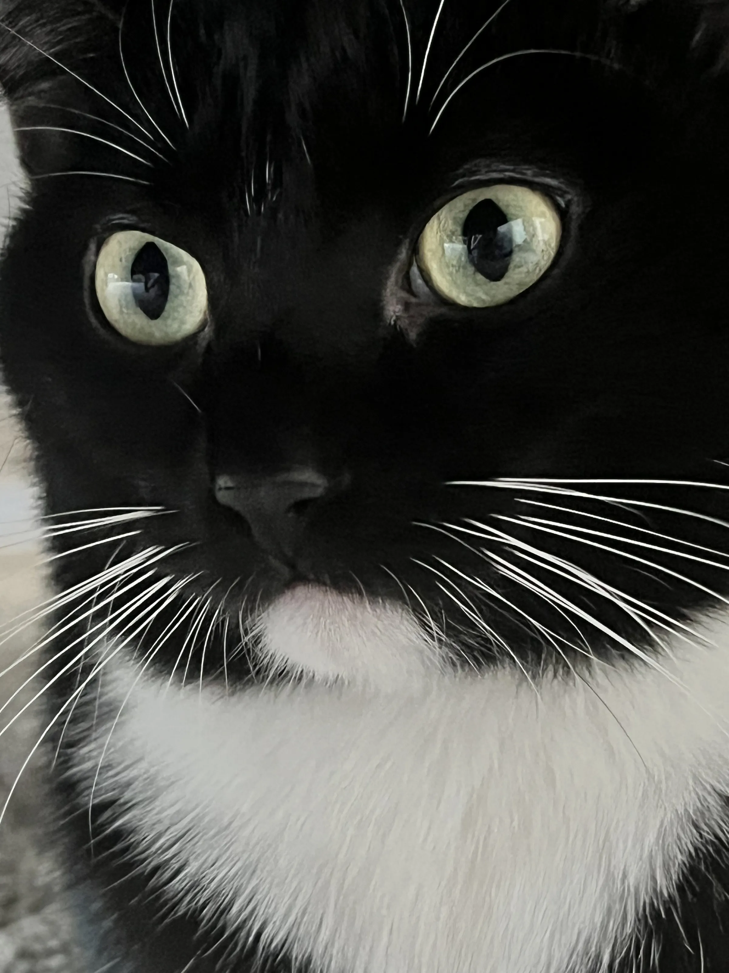 Coco the cute