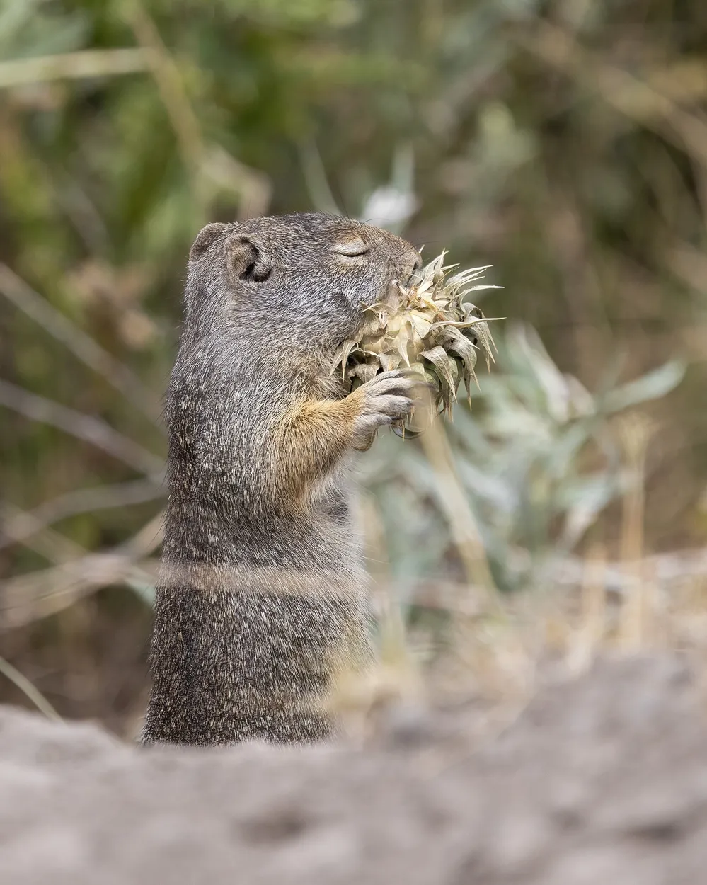 A Ground Squirrel's Gentle Curiosity