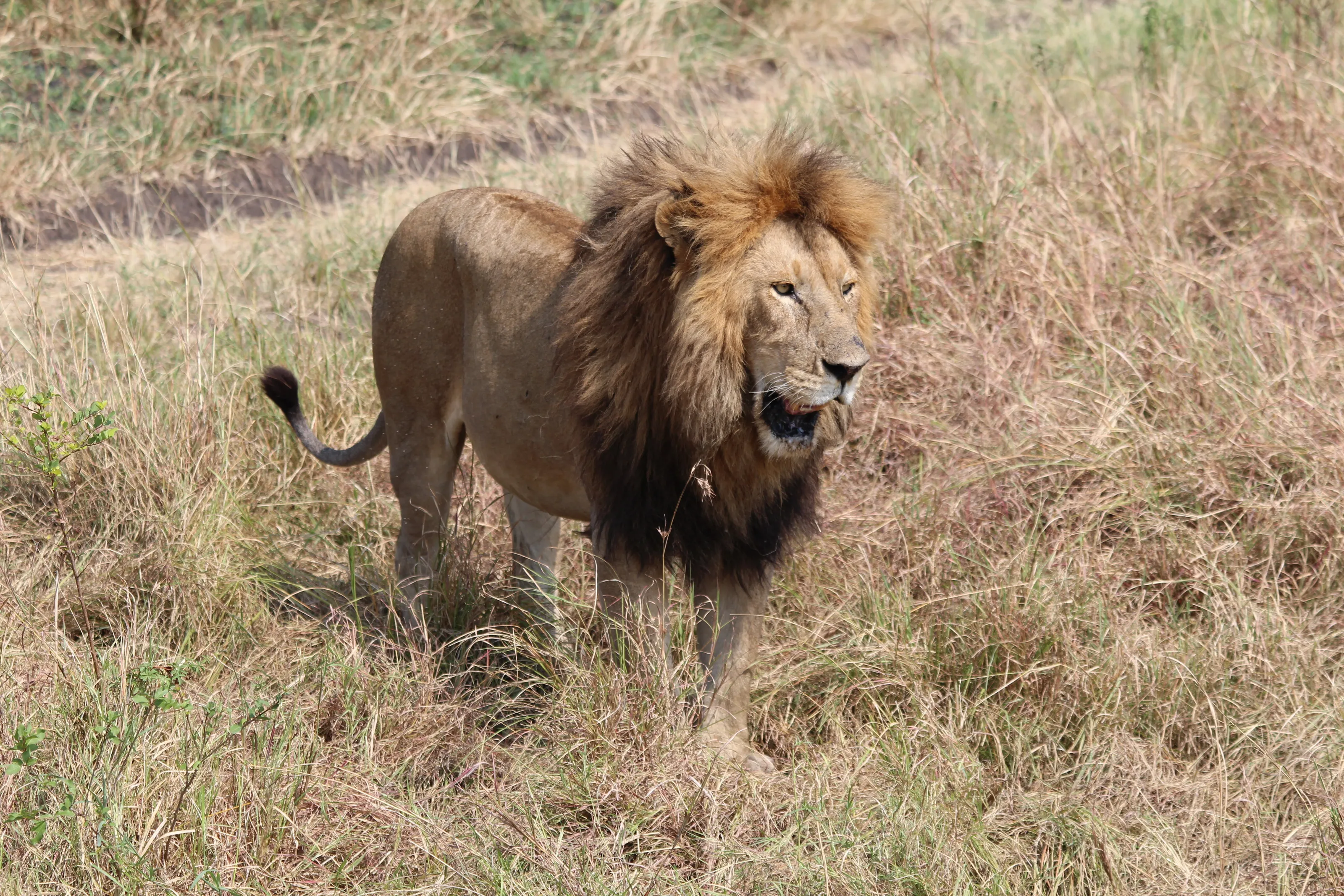King of the Wild