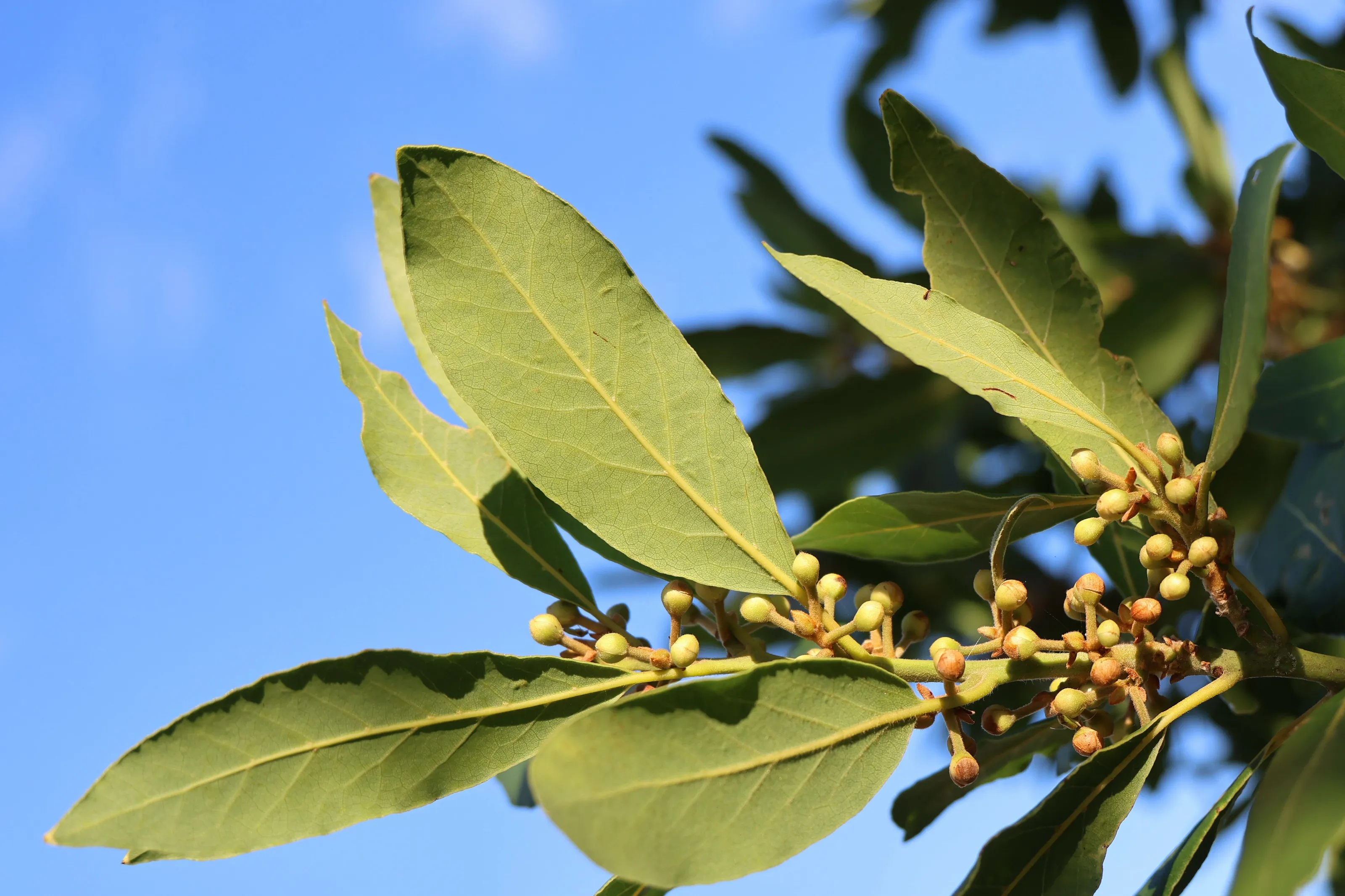 Olive Branch in Autumn