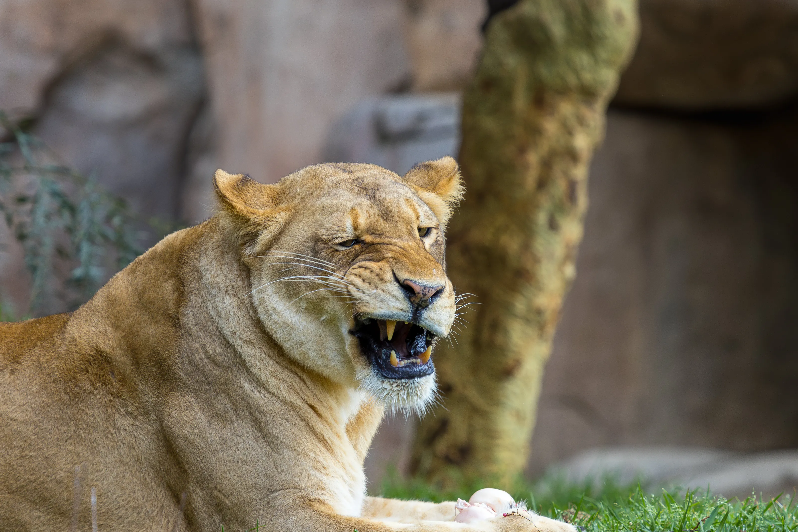 Lionesse Growling