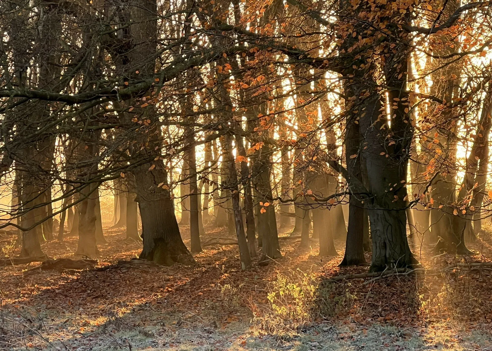 The Early Winter Sun