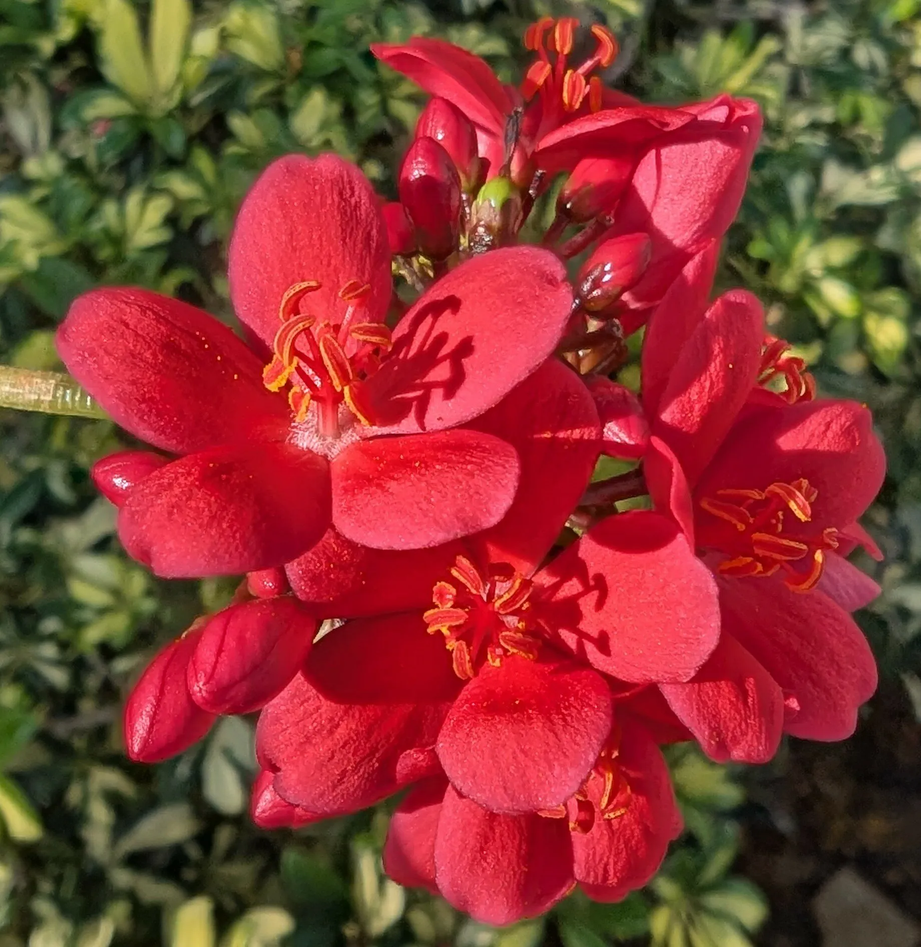 Peregrina