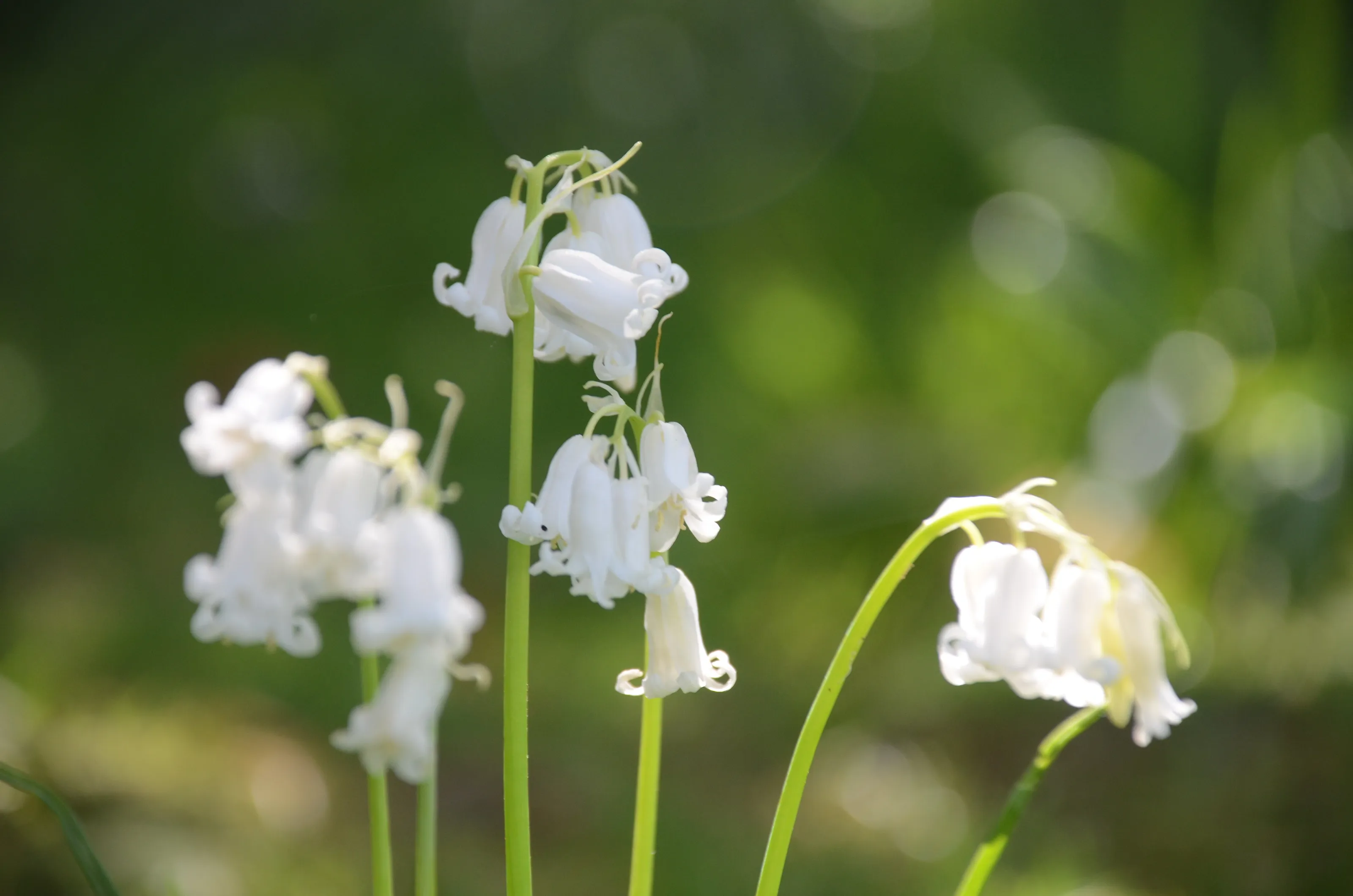 White bluebell