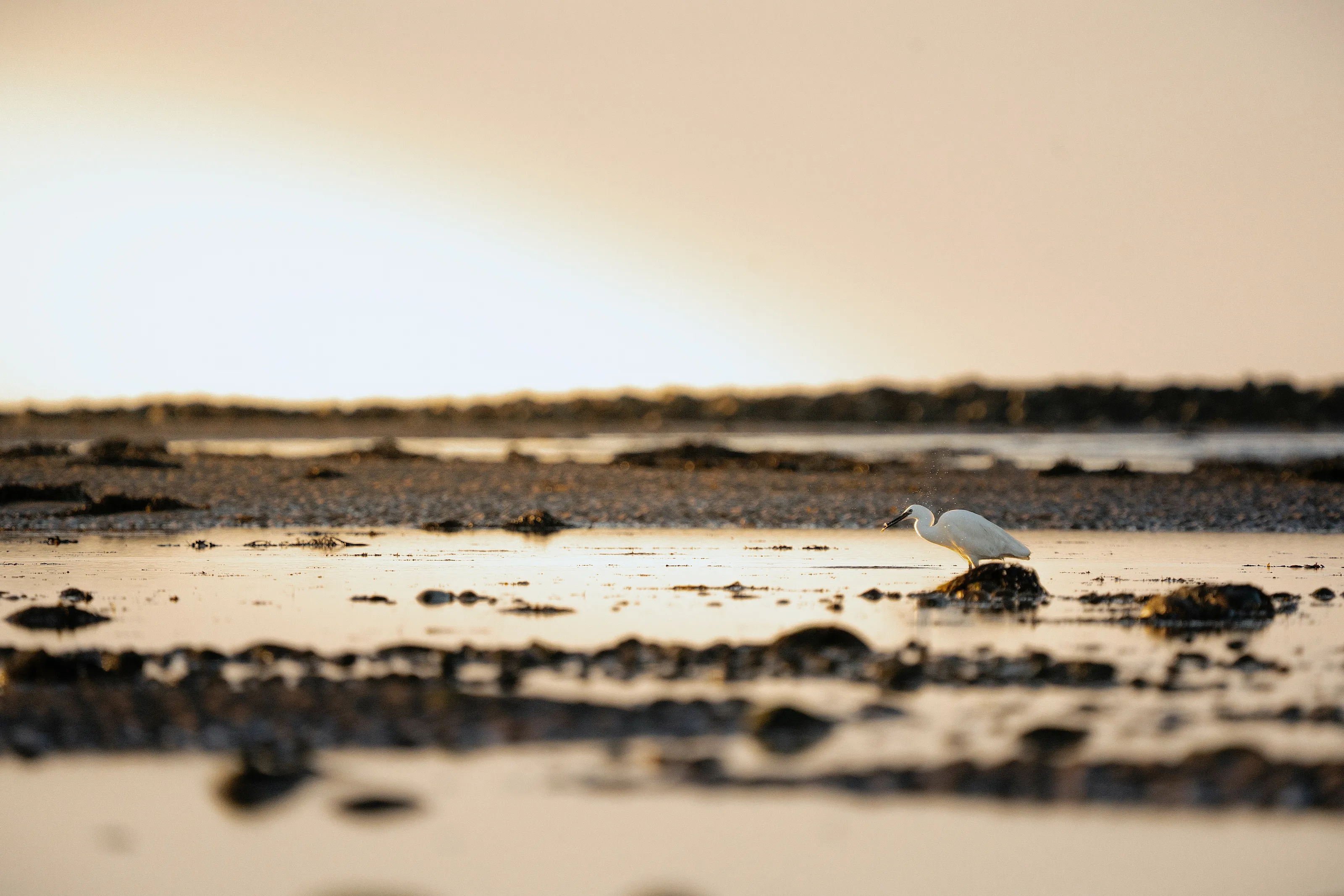 Little Egret Hunting at Sunset