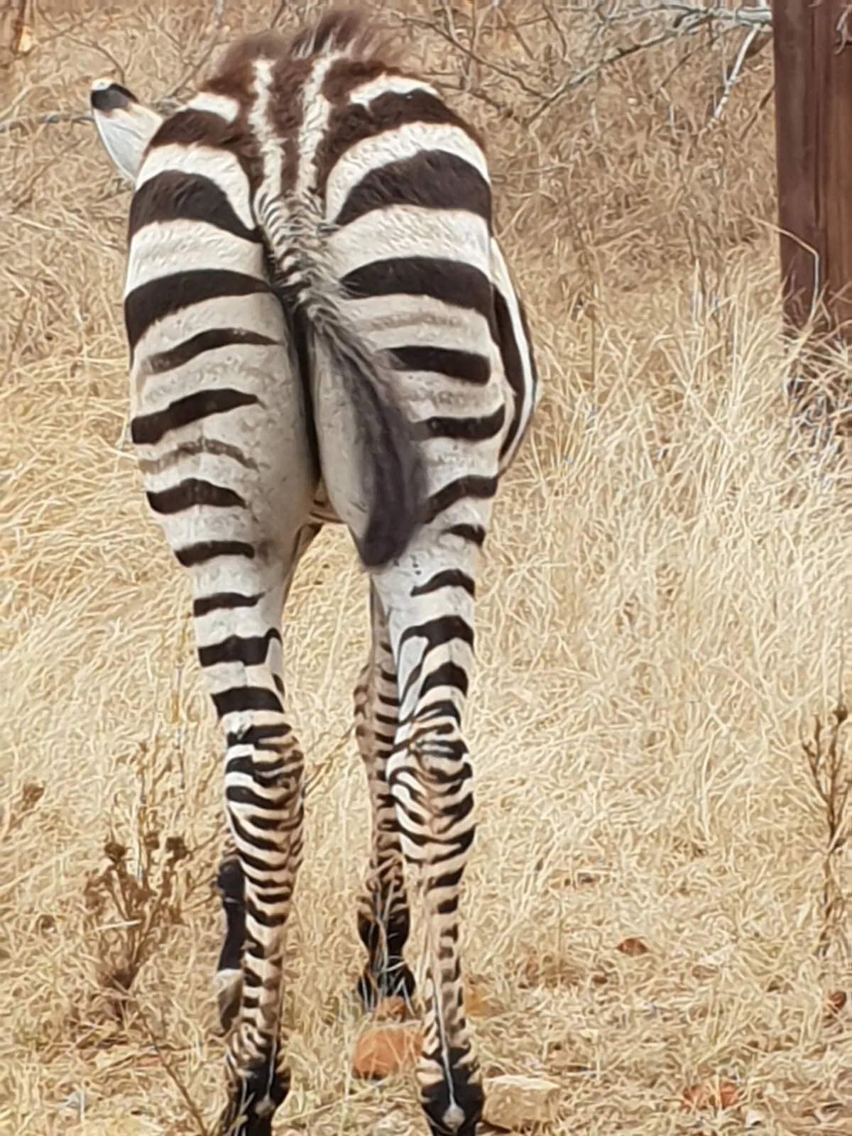 Zebra in SA