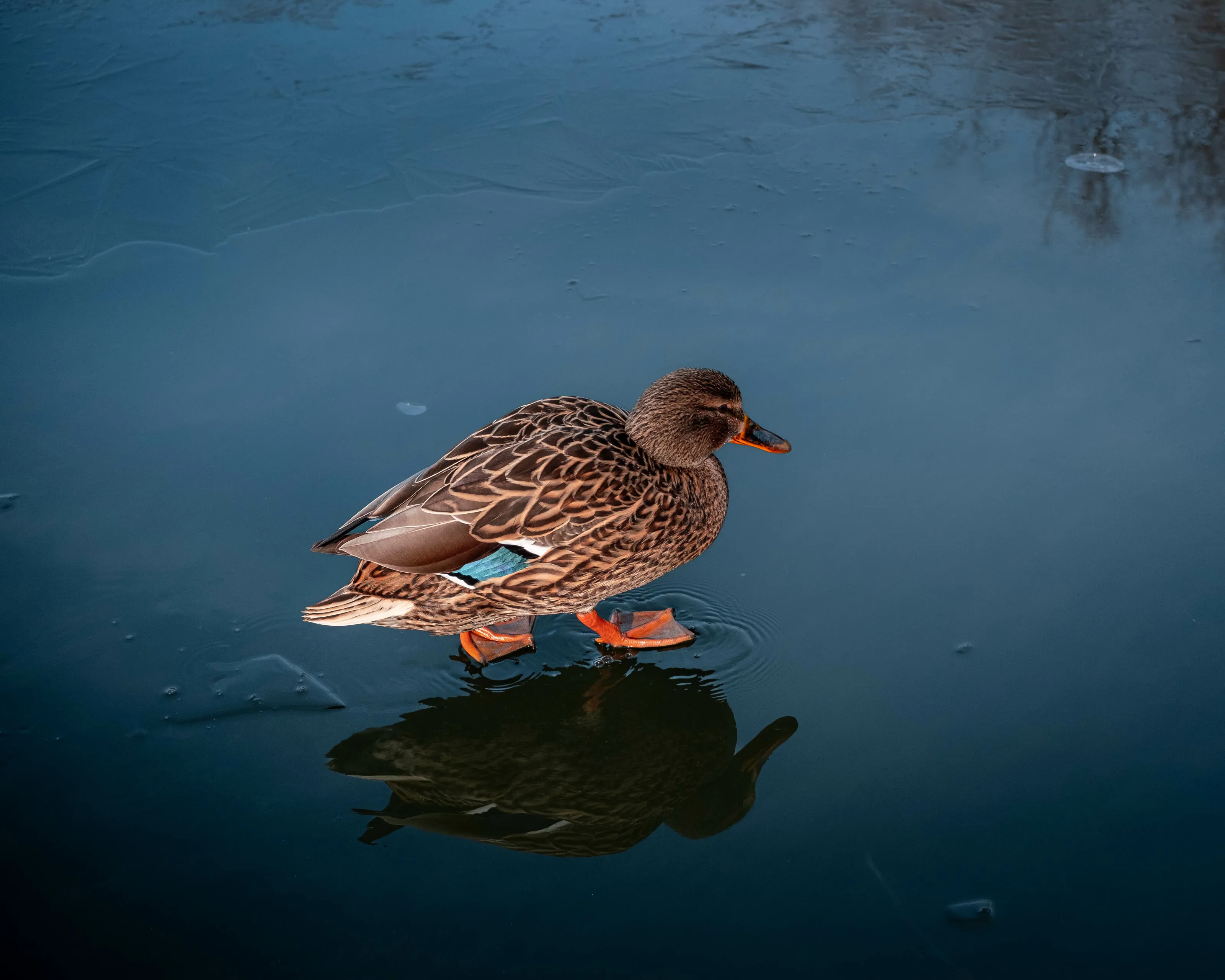 Duck on the ice