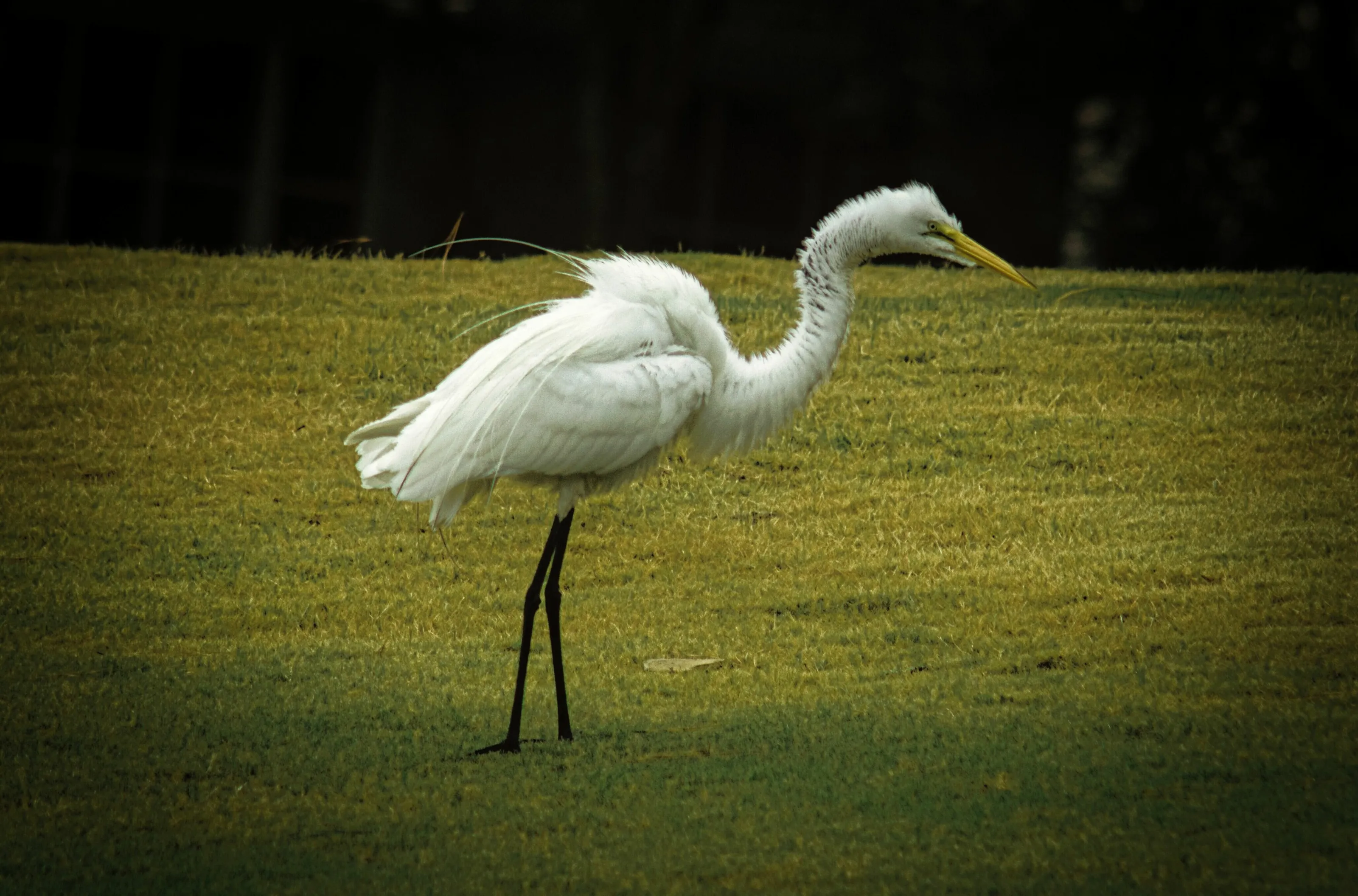 White Herons and Egrets (in colour)