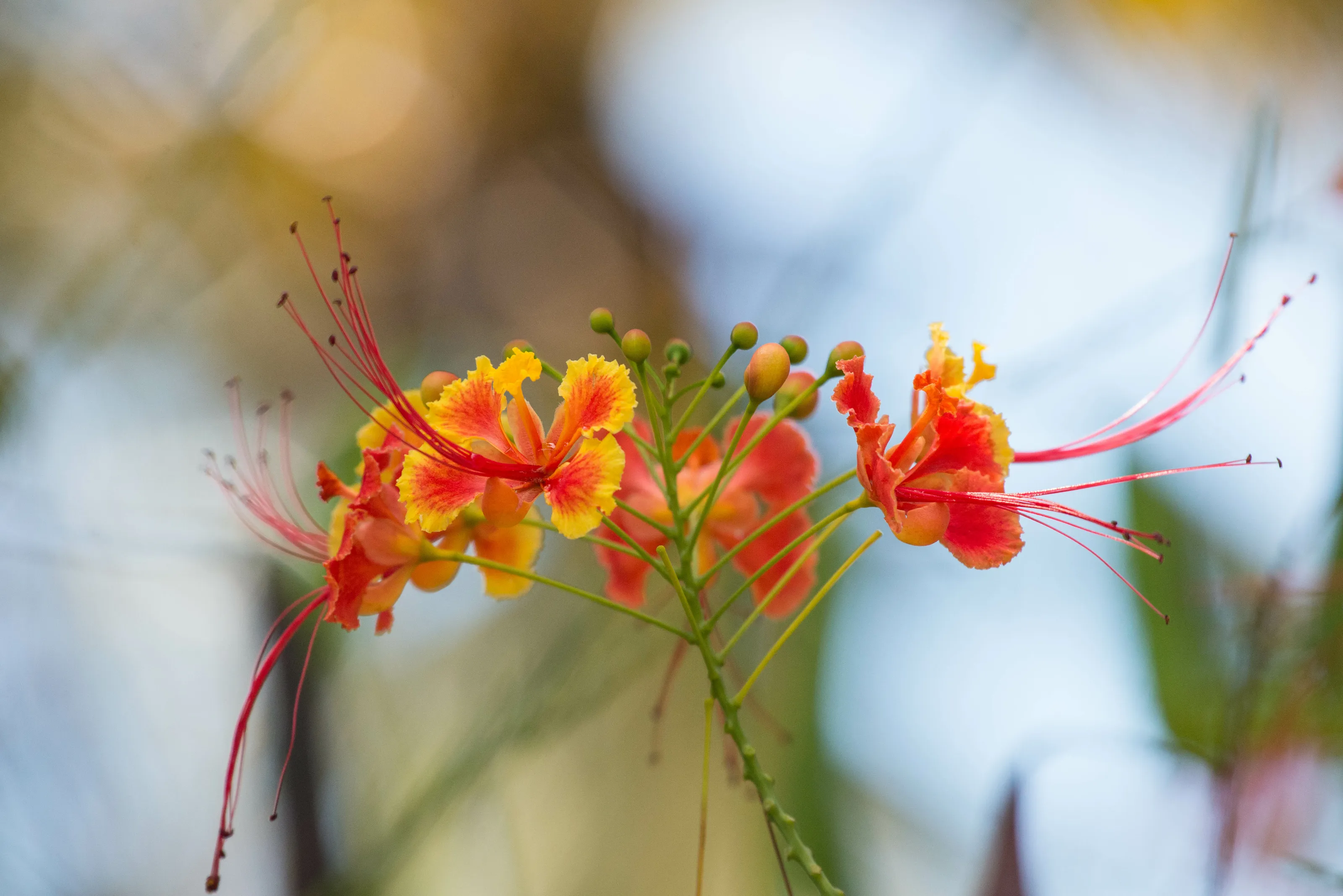 Flower of Tanzania