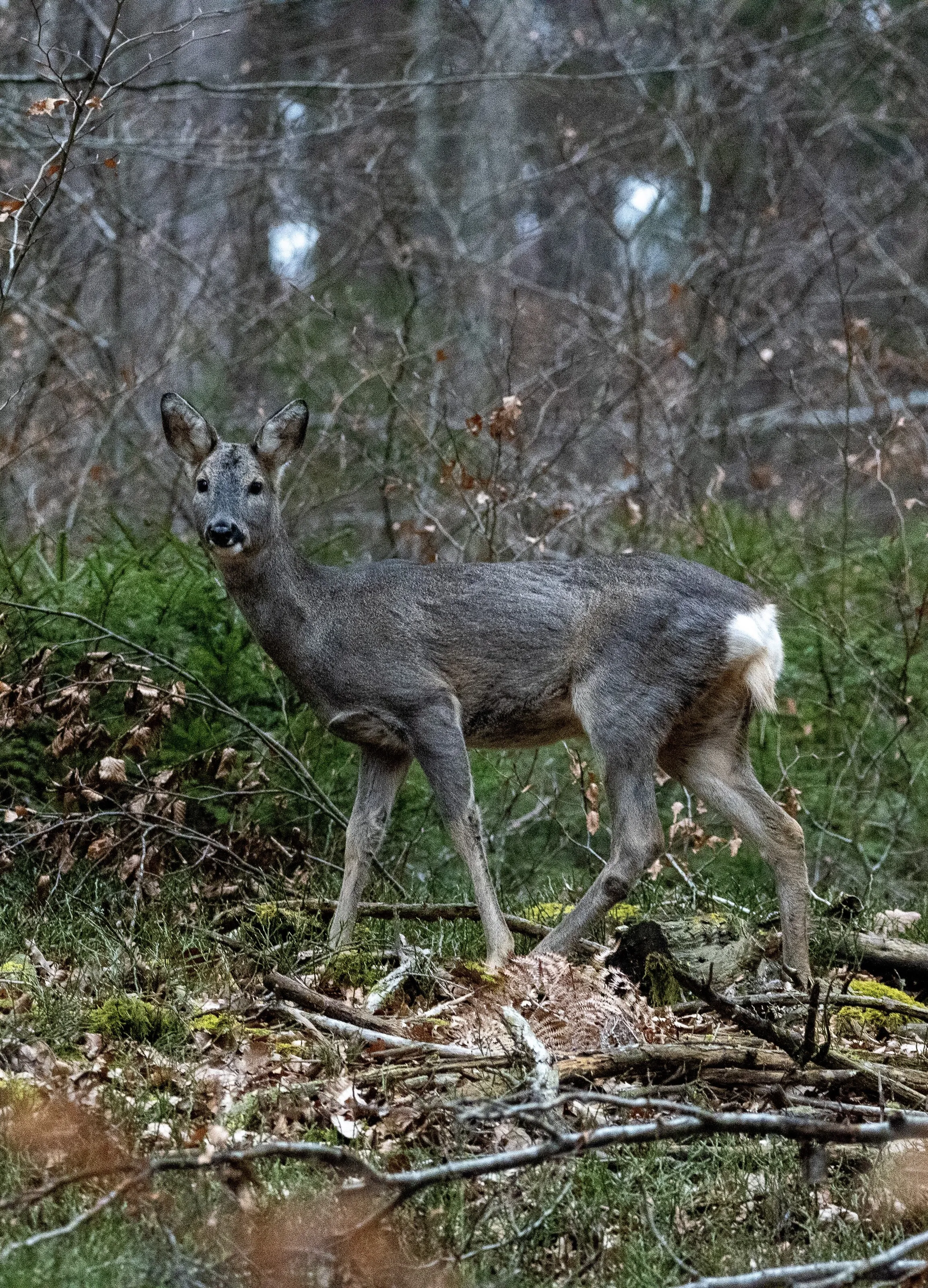 Deer’s space