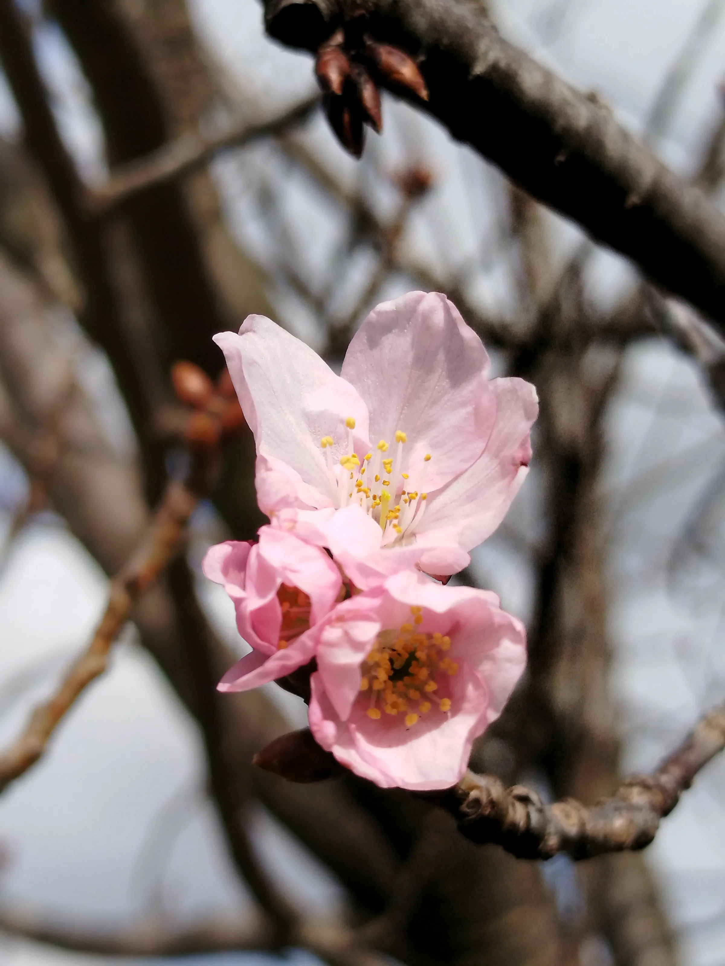 Life in Spring