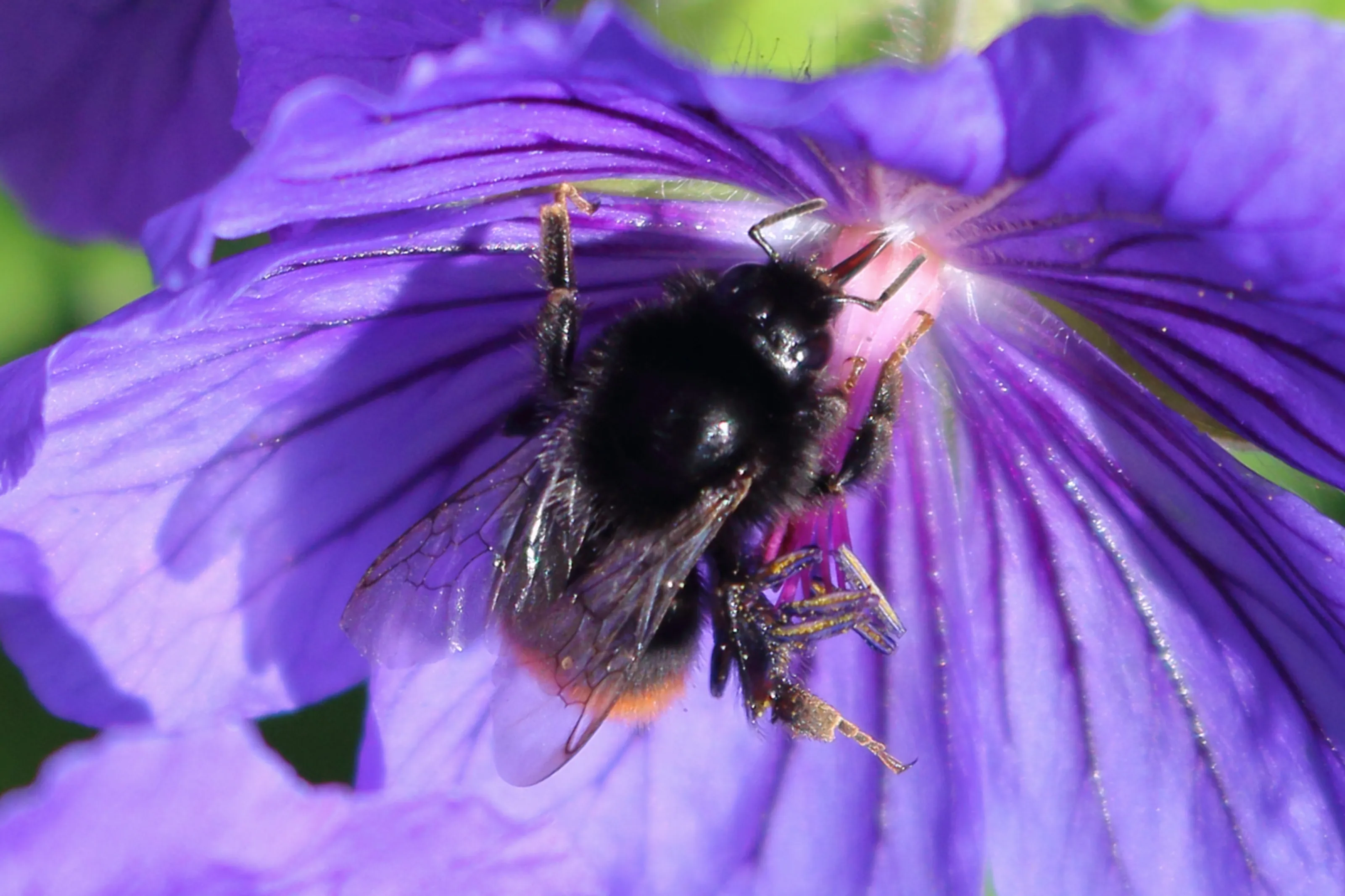 Purple patch