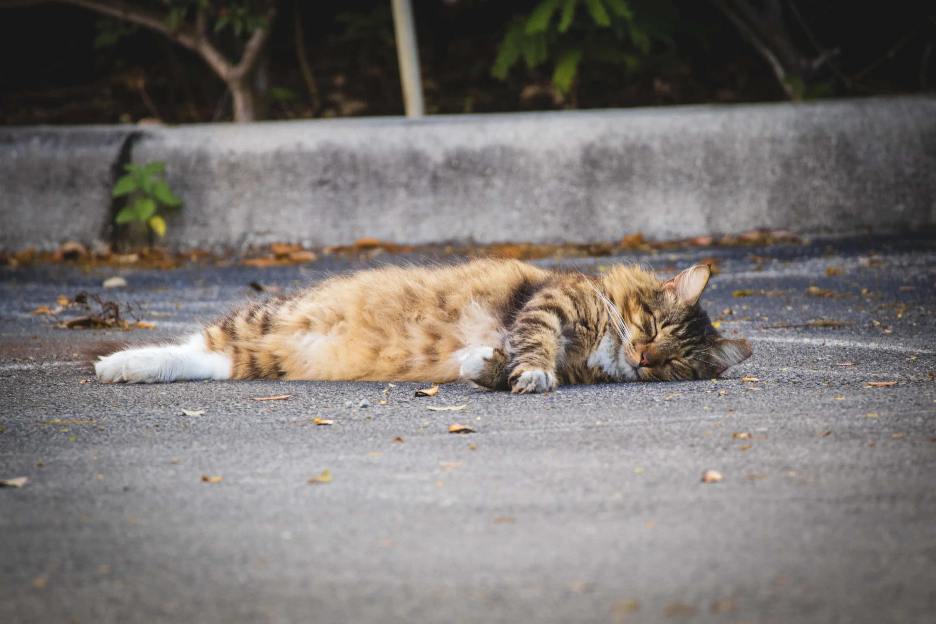 sleepy cat