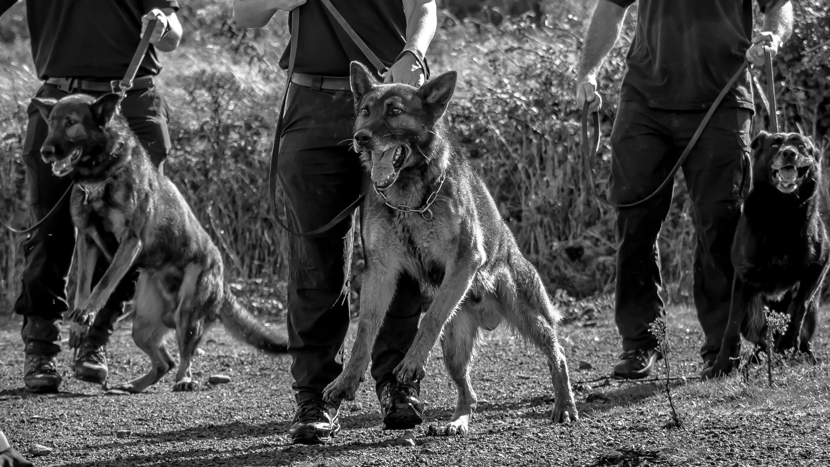 Police dogs
